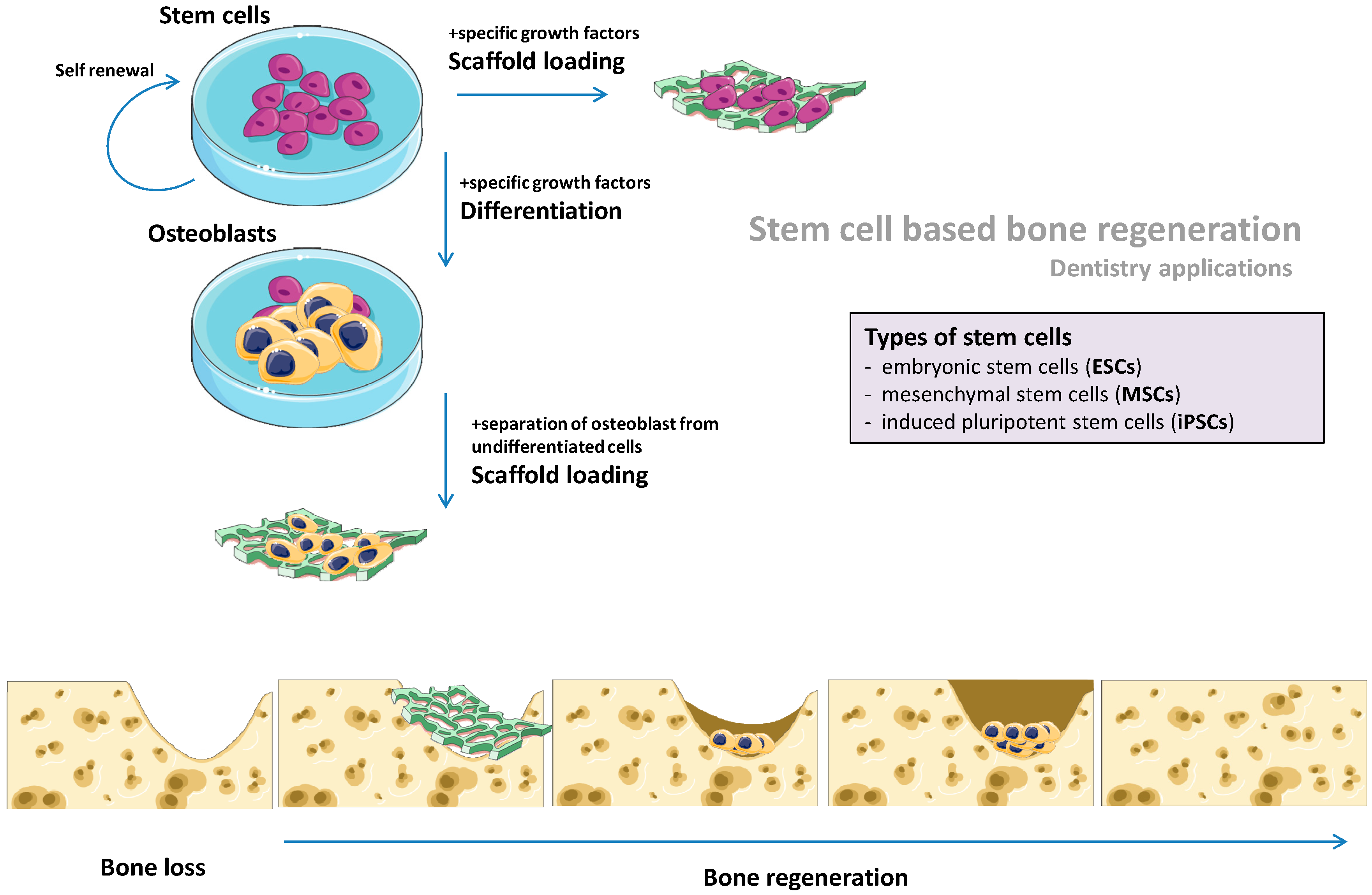 Cells 08 00029 g001 Cells 08 00029 g001