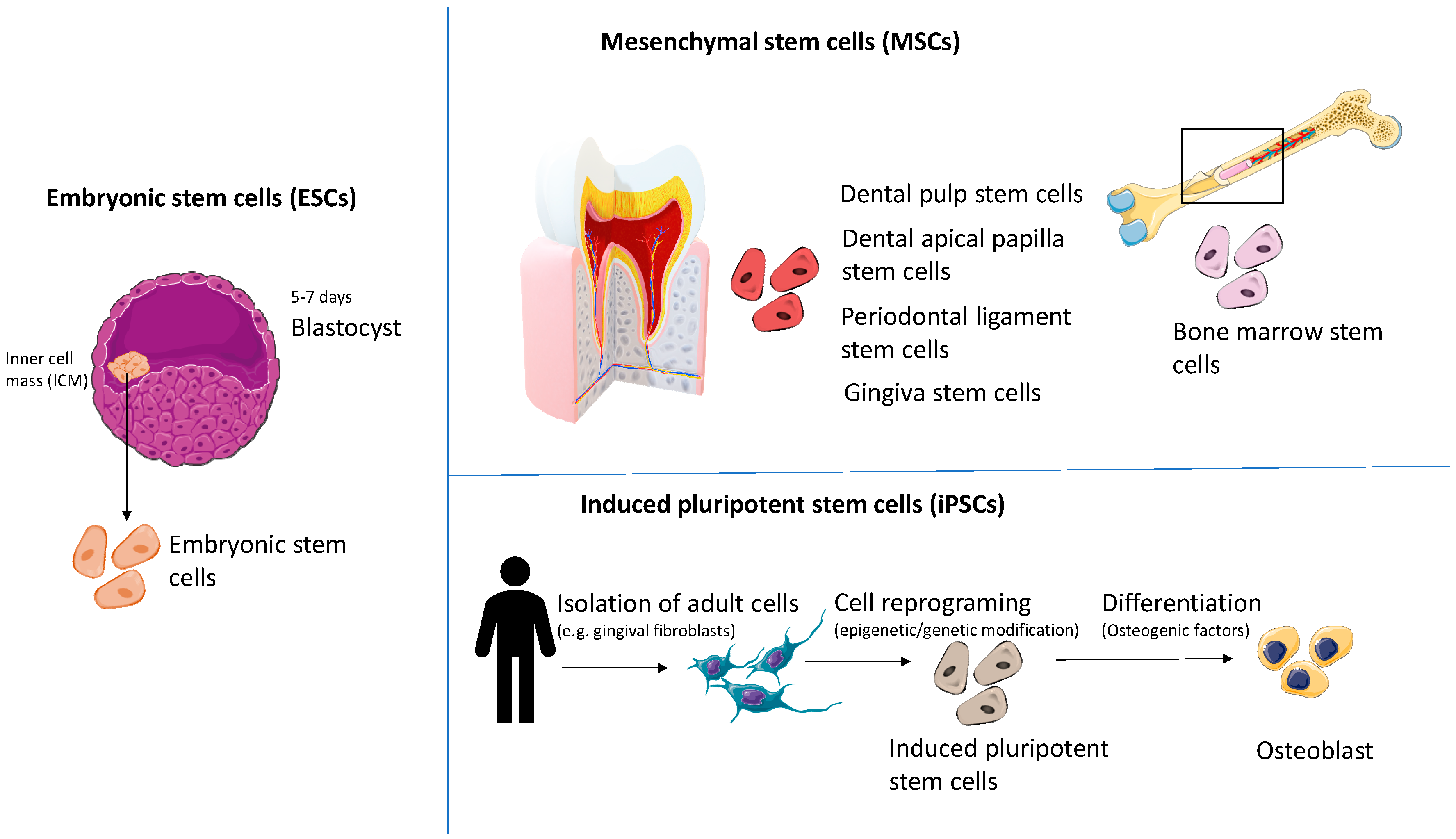 Cells 08 00029 g002 Cells 08 00029 g002