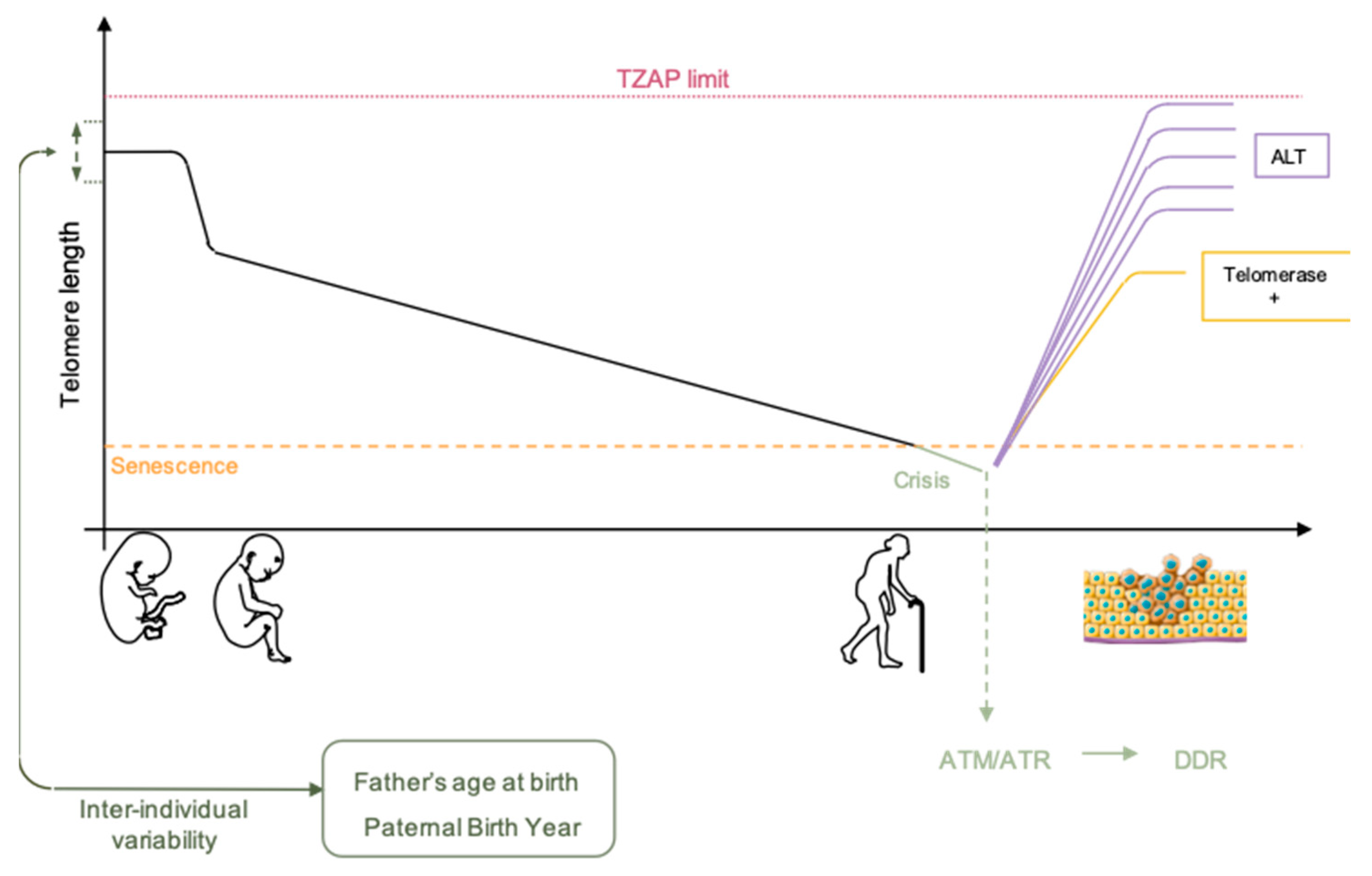 Cells 08 00030 g001 Cells 08 00030 g001