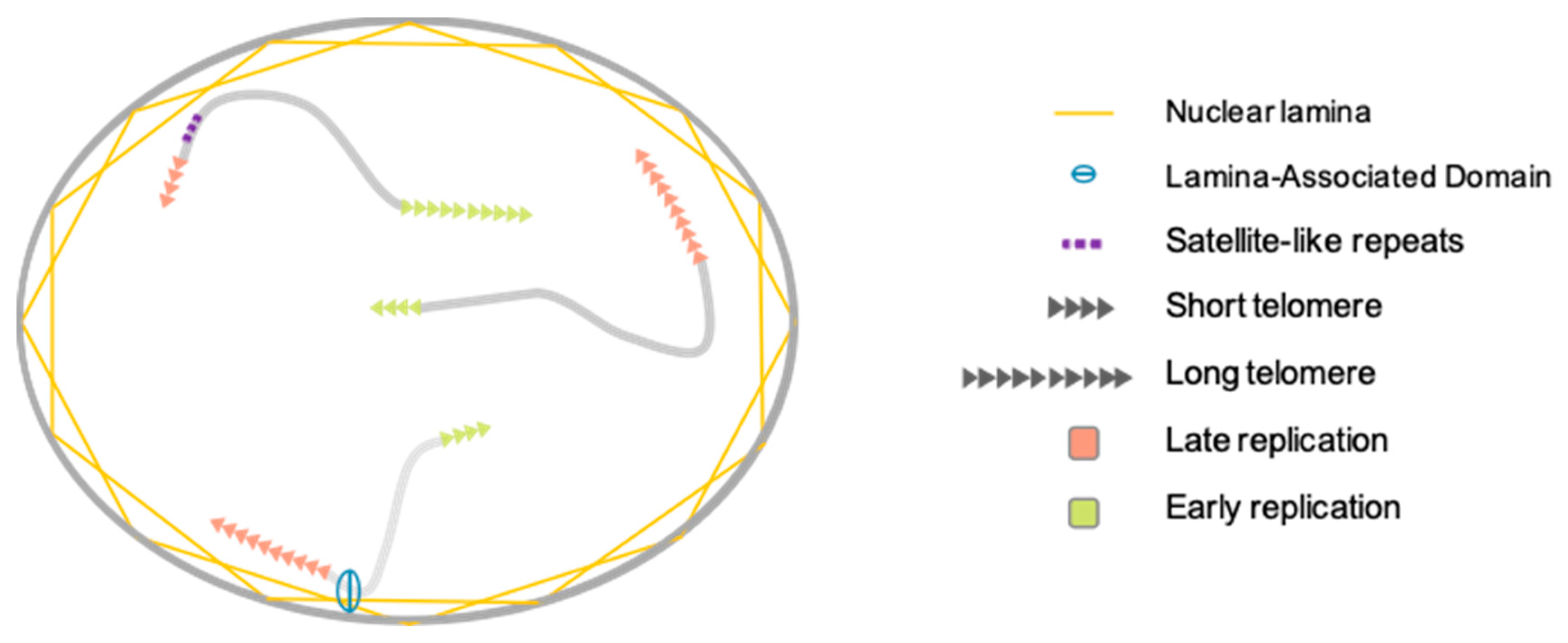 Cells 08 00030 g002 Cells 08 00030 g002