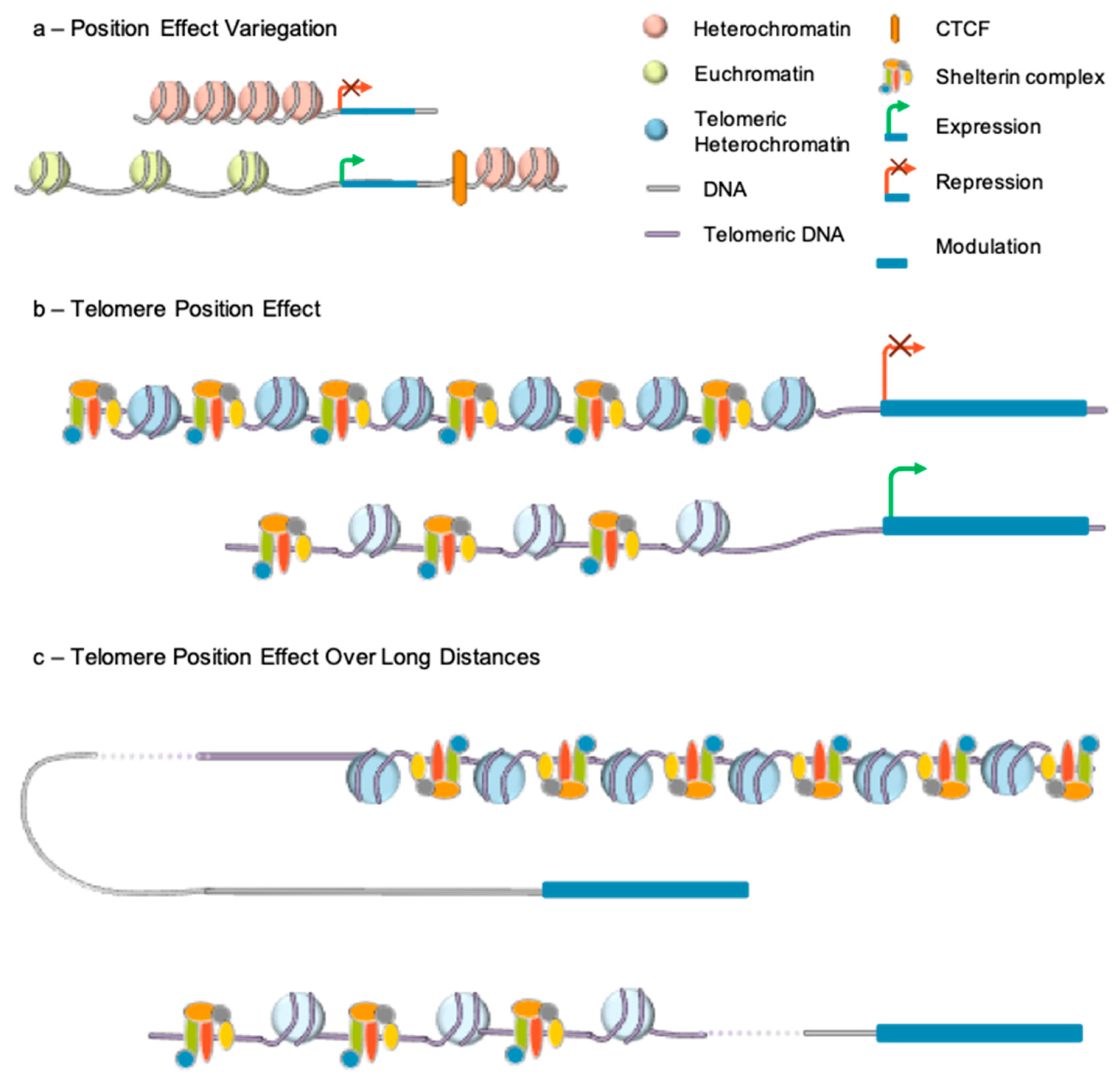 Cells 08 00030 g003 Cells 08 00030 g003