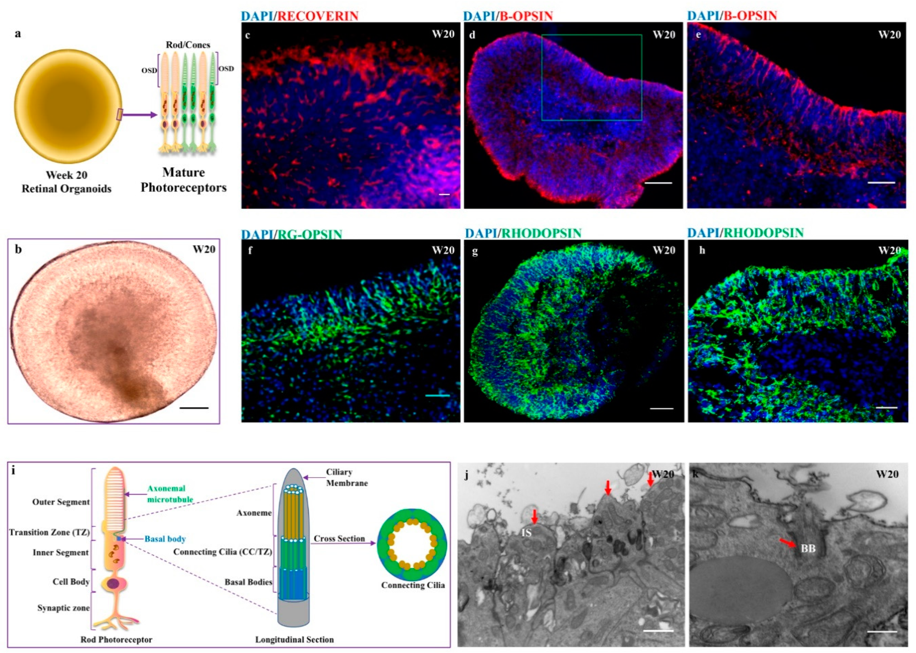 Cells 08 00036 g007a