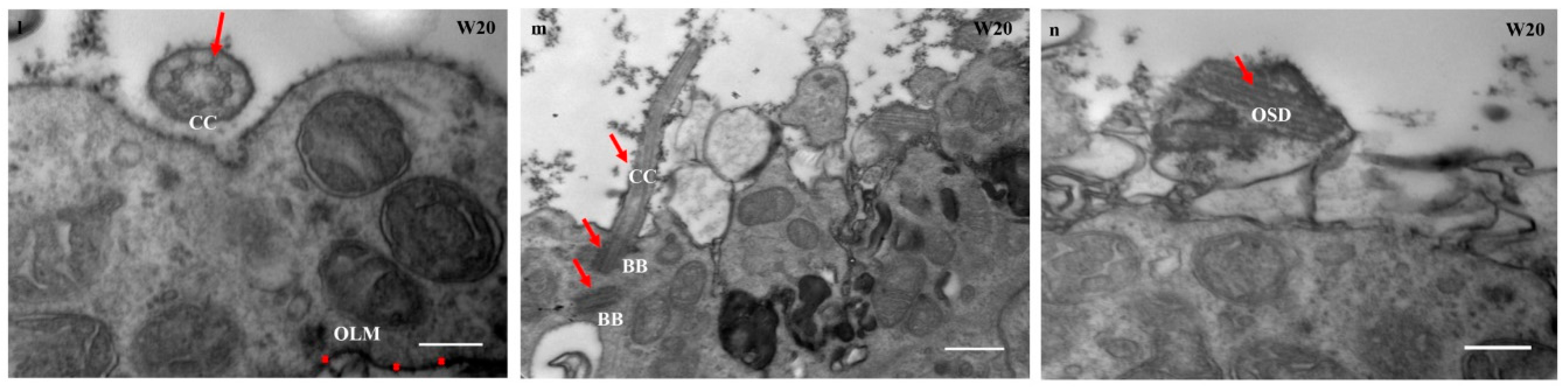 Cells 08 00036 g007b