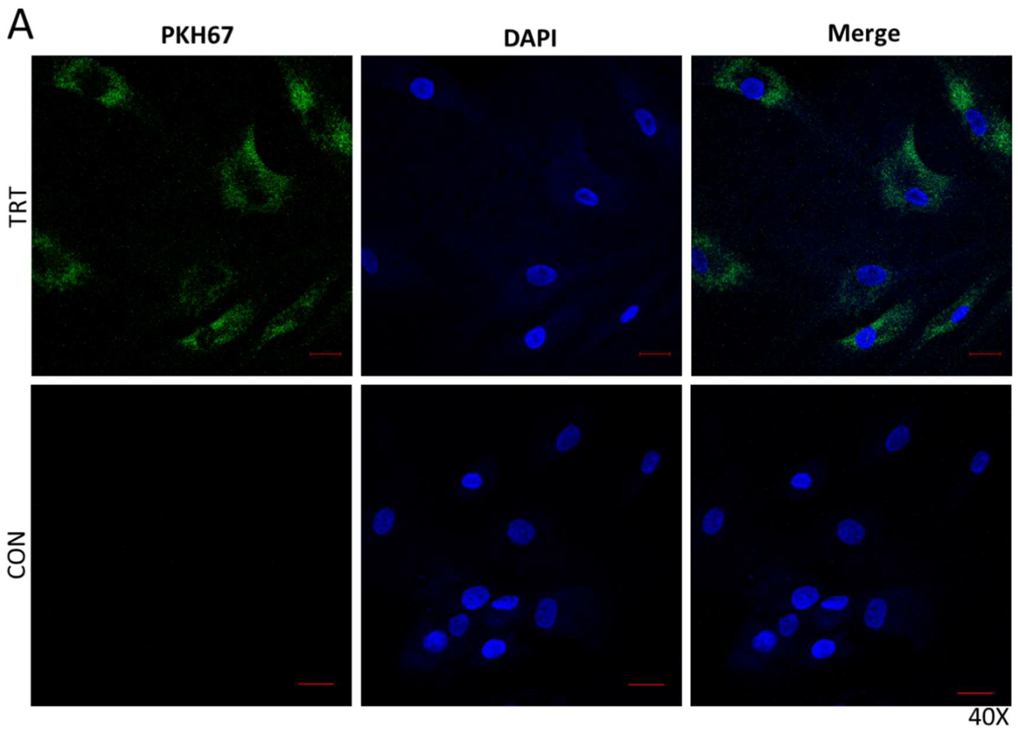 Cells 08 00037 g002a