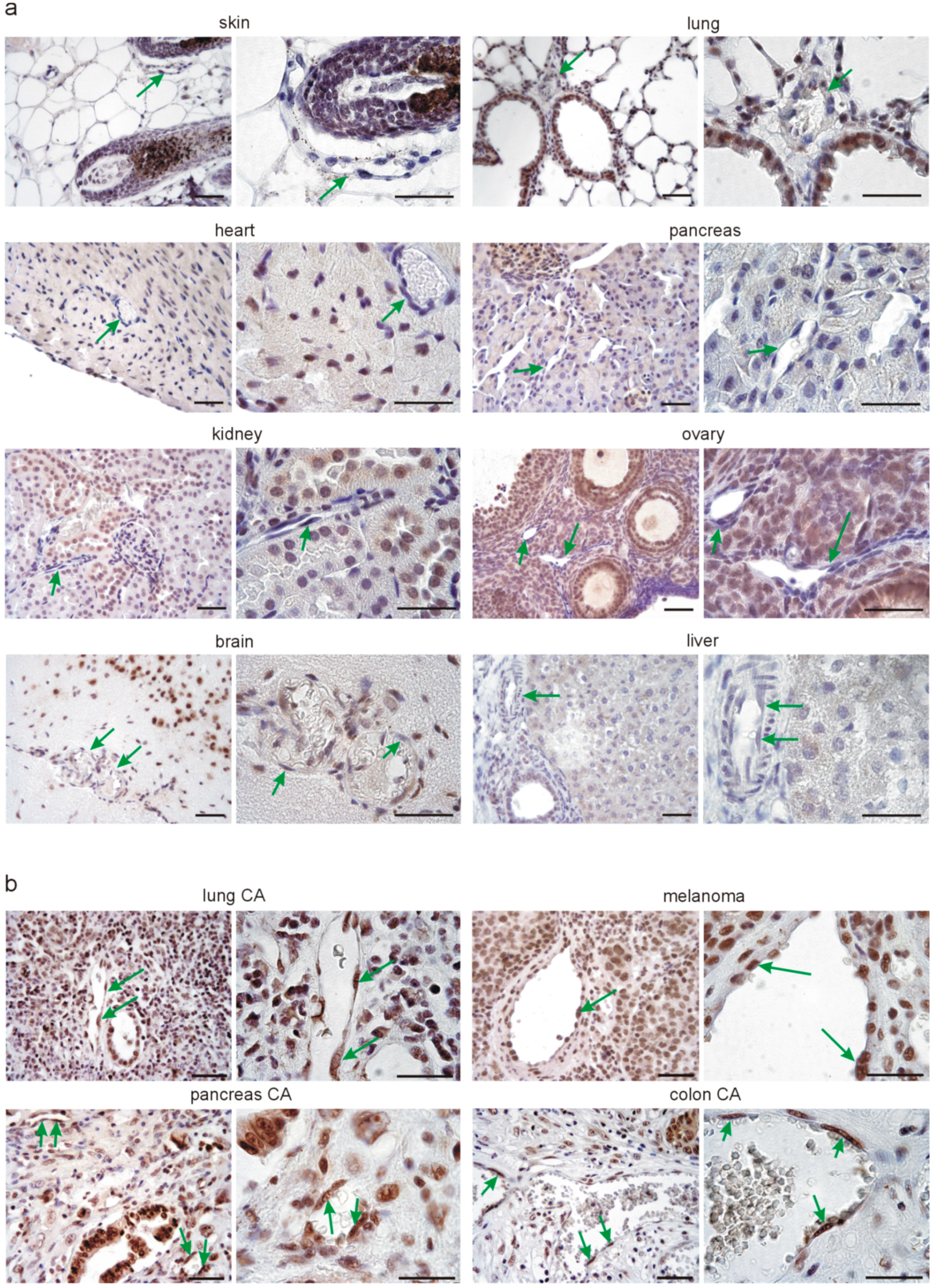 Cells 08 00041 g002 Cells 08 00041 g002