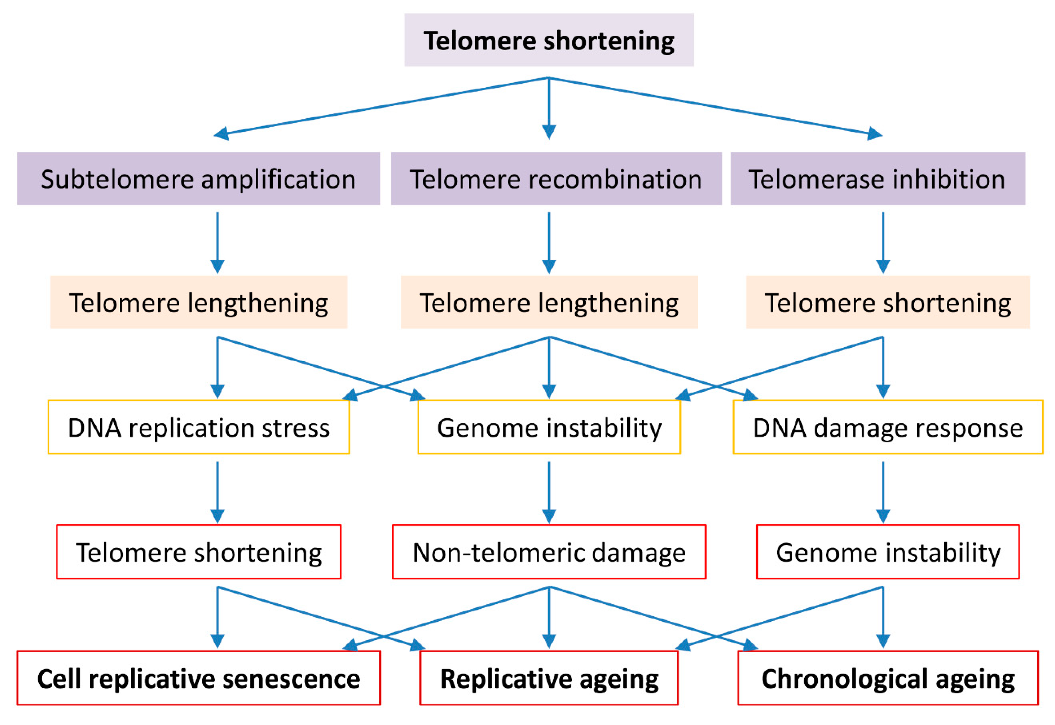 Cells 08 00054 g001 Cells 08 00054 g001