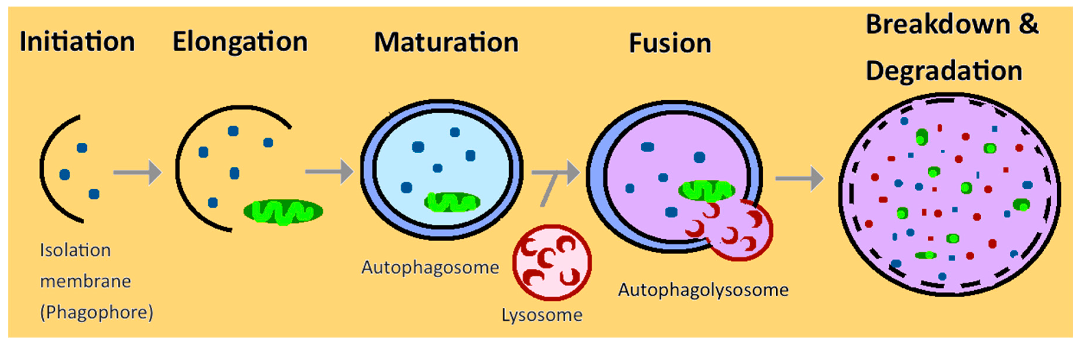 Cells 08 00061 g001 Cells 08 00061 g001