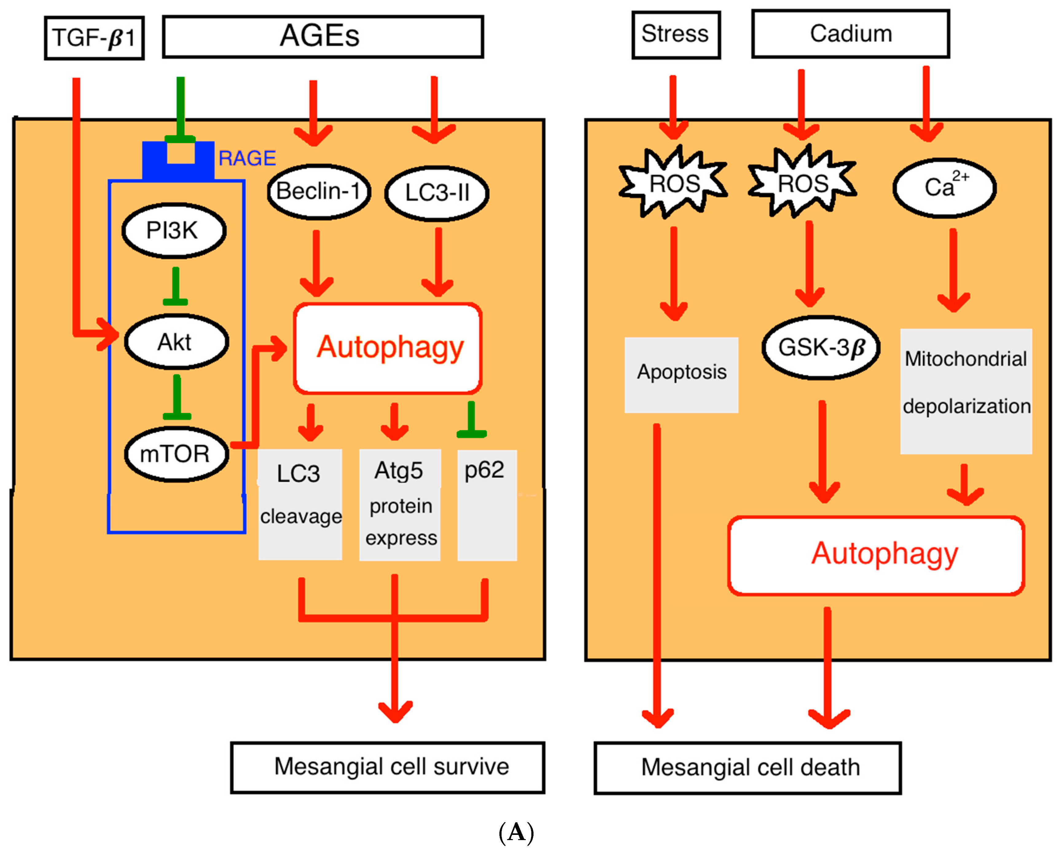 Cells 08 00061 g002a Cells 08 00061 g002a