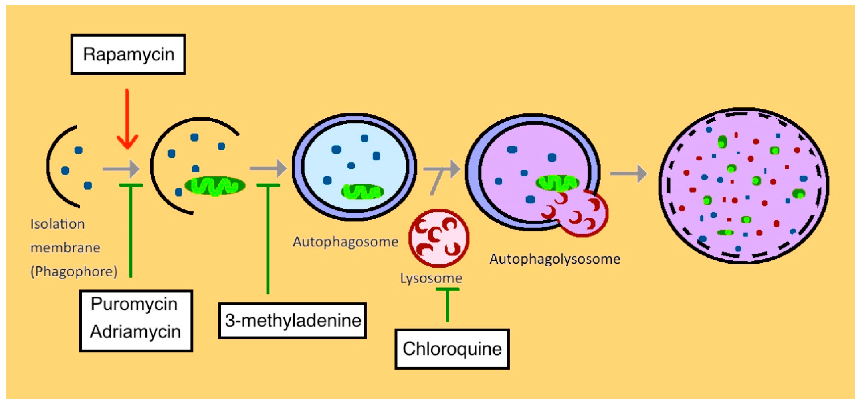 Cells 08 00061 g003 Cells 08 00061 g003