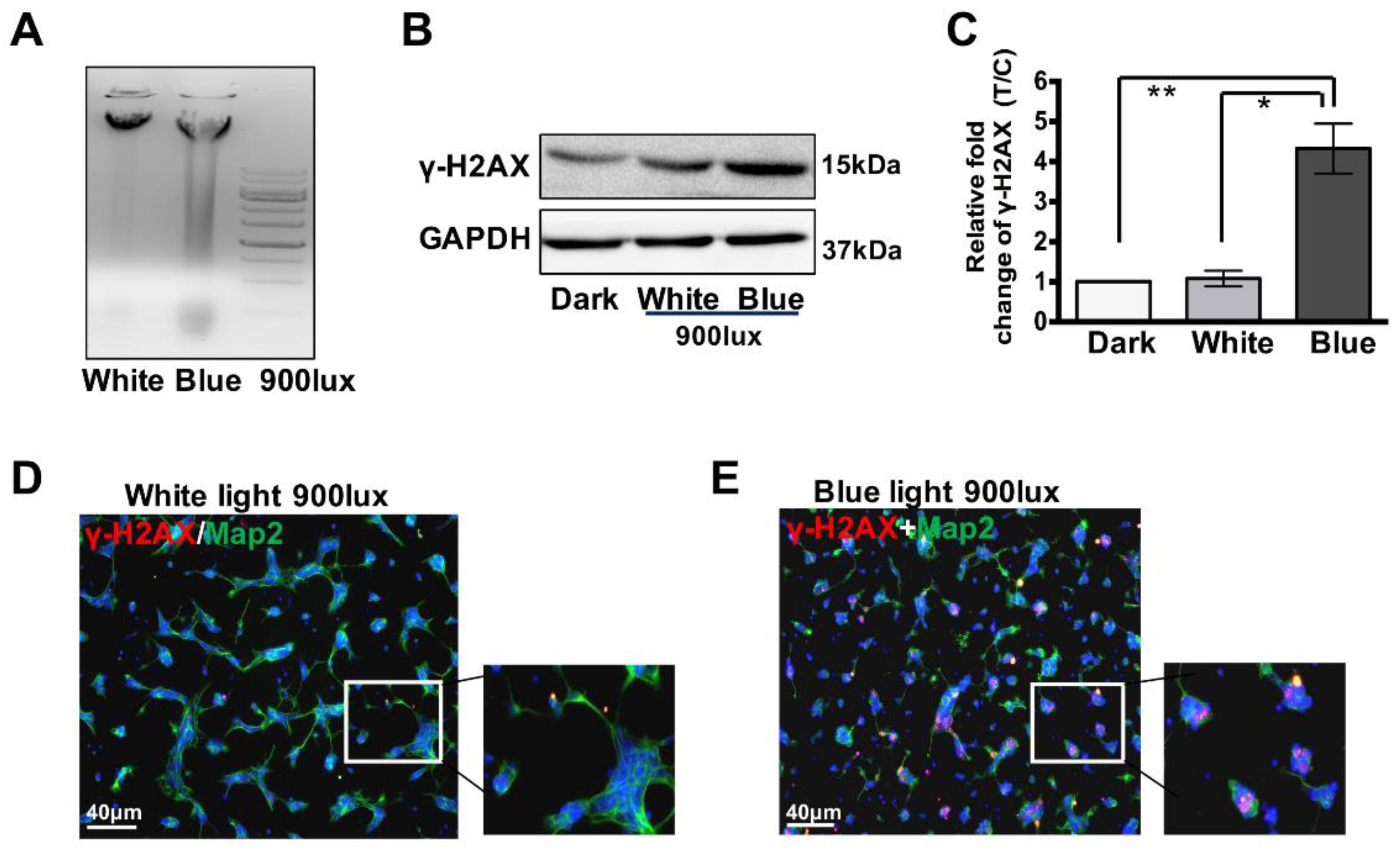 Cells 08 00068 g002 Cells 08 00068 g002
