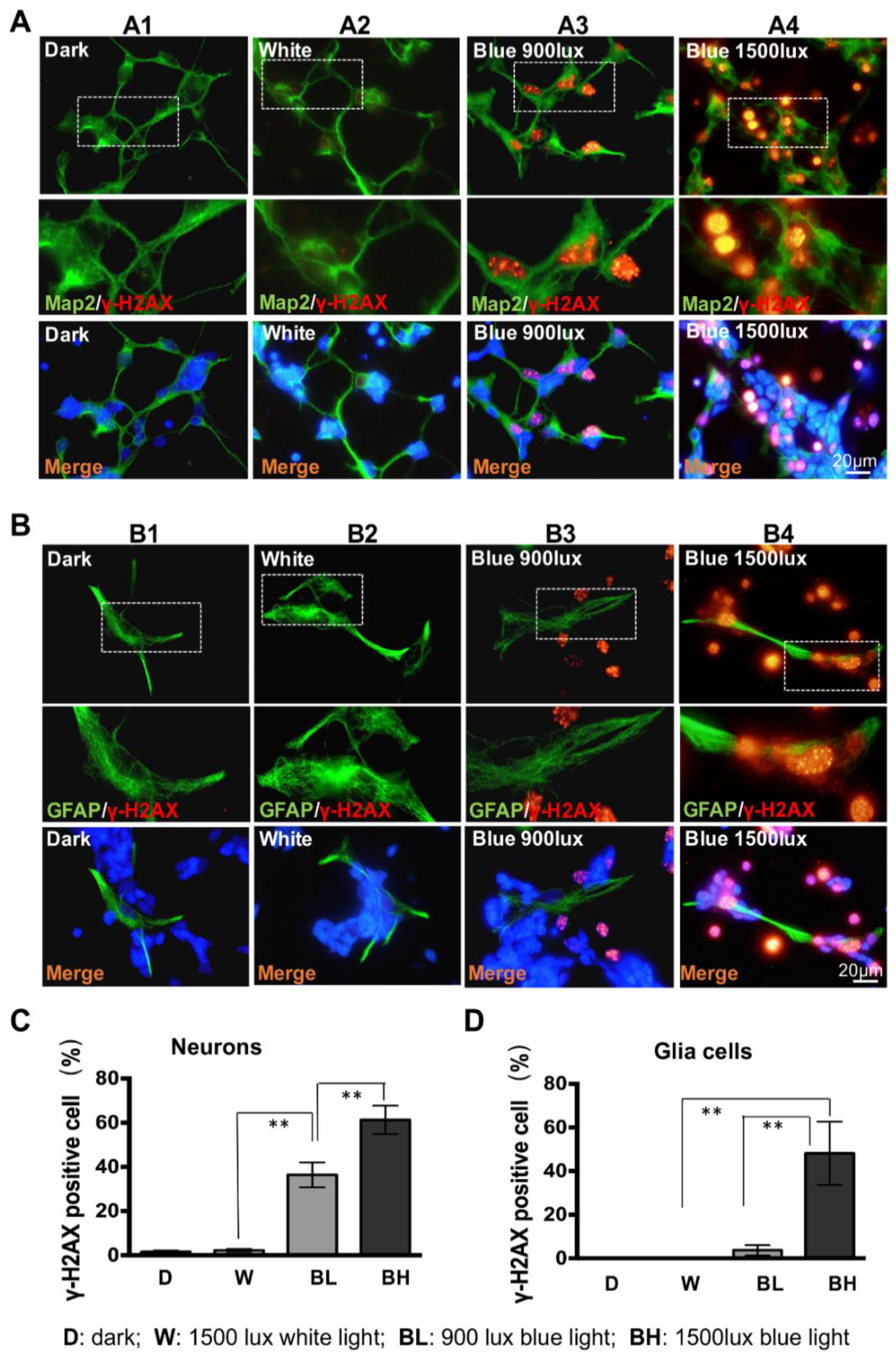 Cells 08 00068 g003 Cells 08 00068 g003