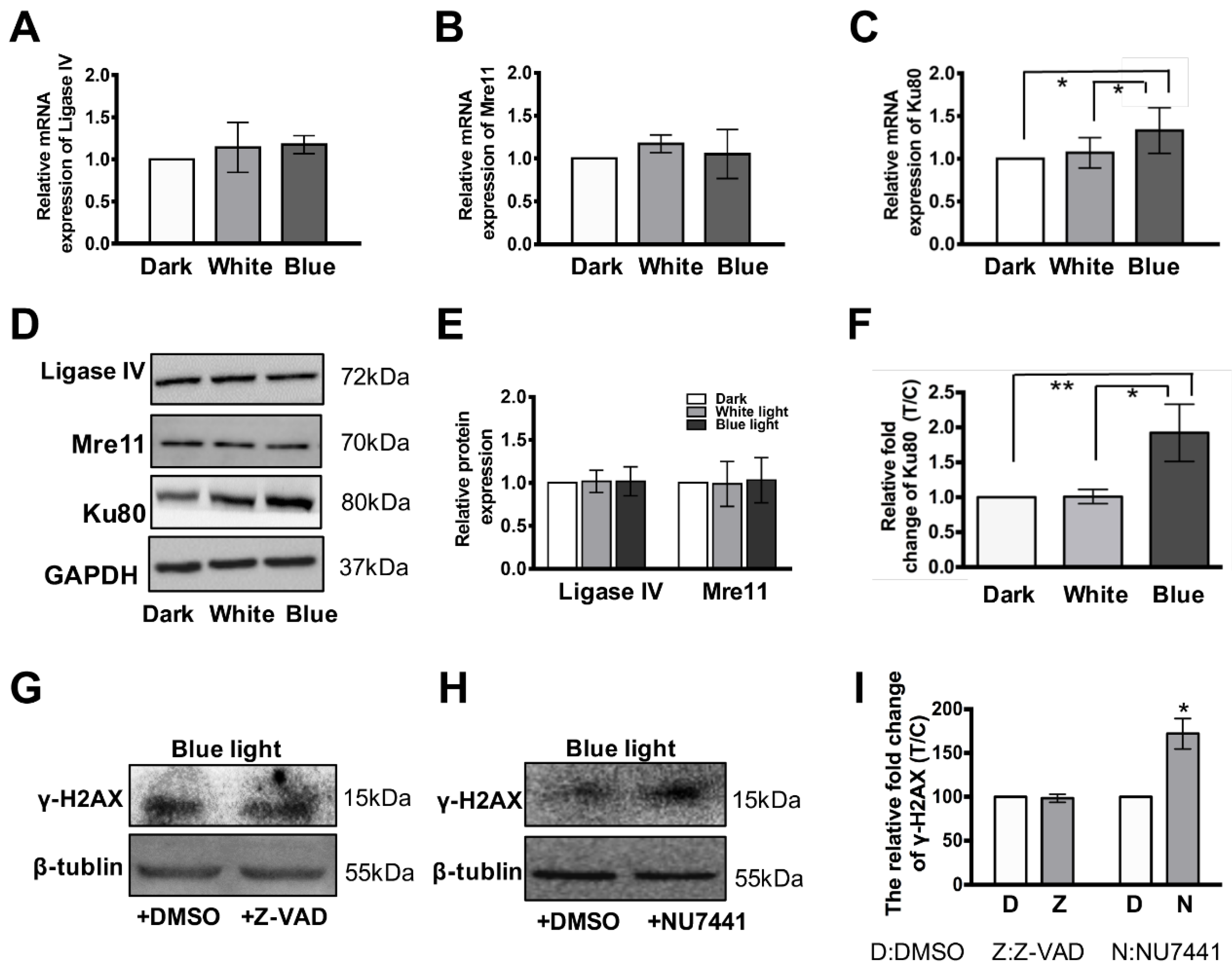 Cells 08 00068 g004 Cells 08 00068 g004