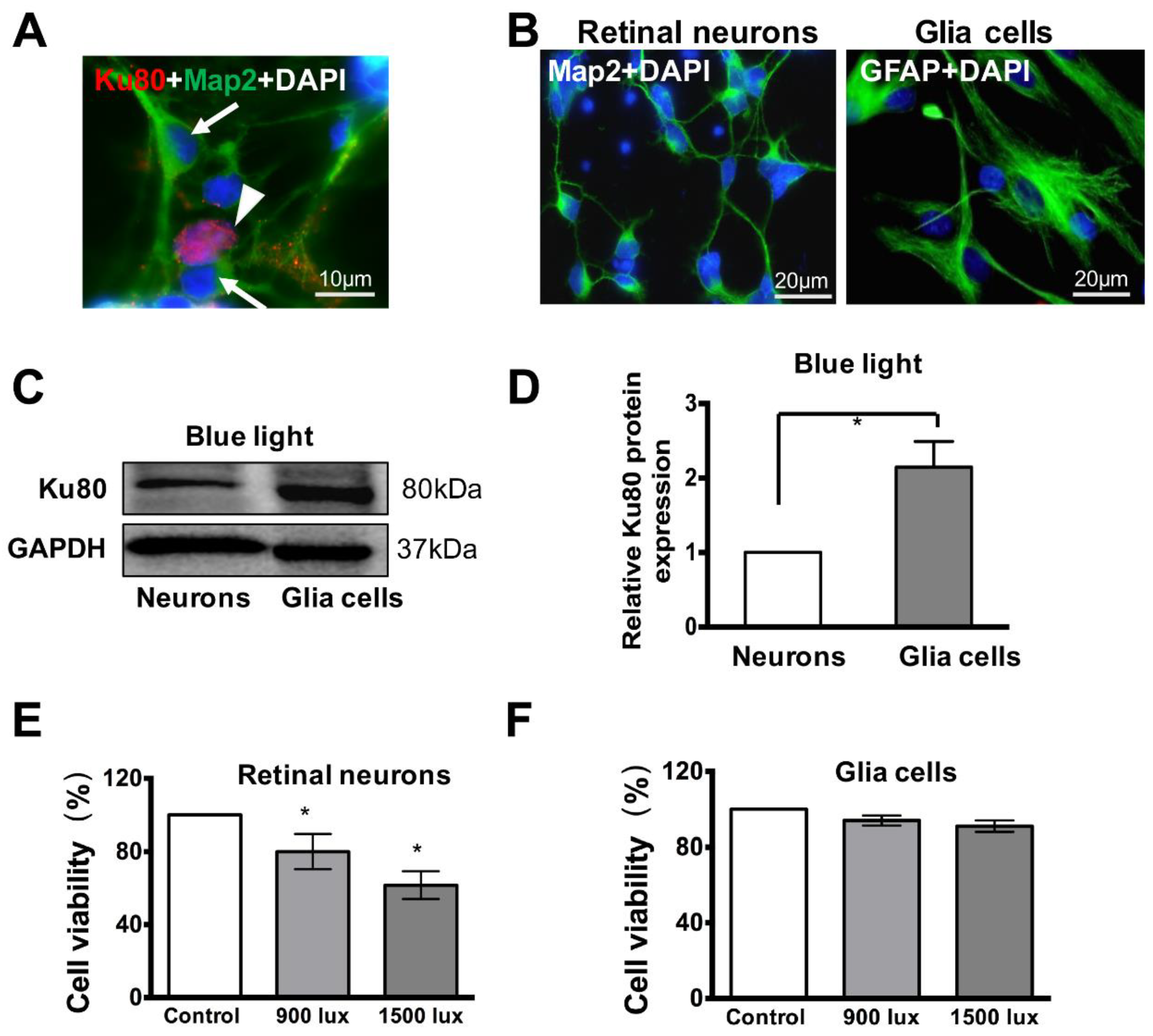 Cells 08 00068 g005 Cells 08 00068 g005