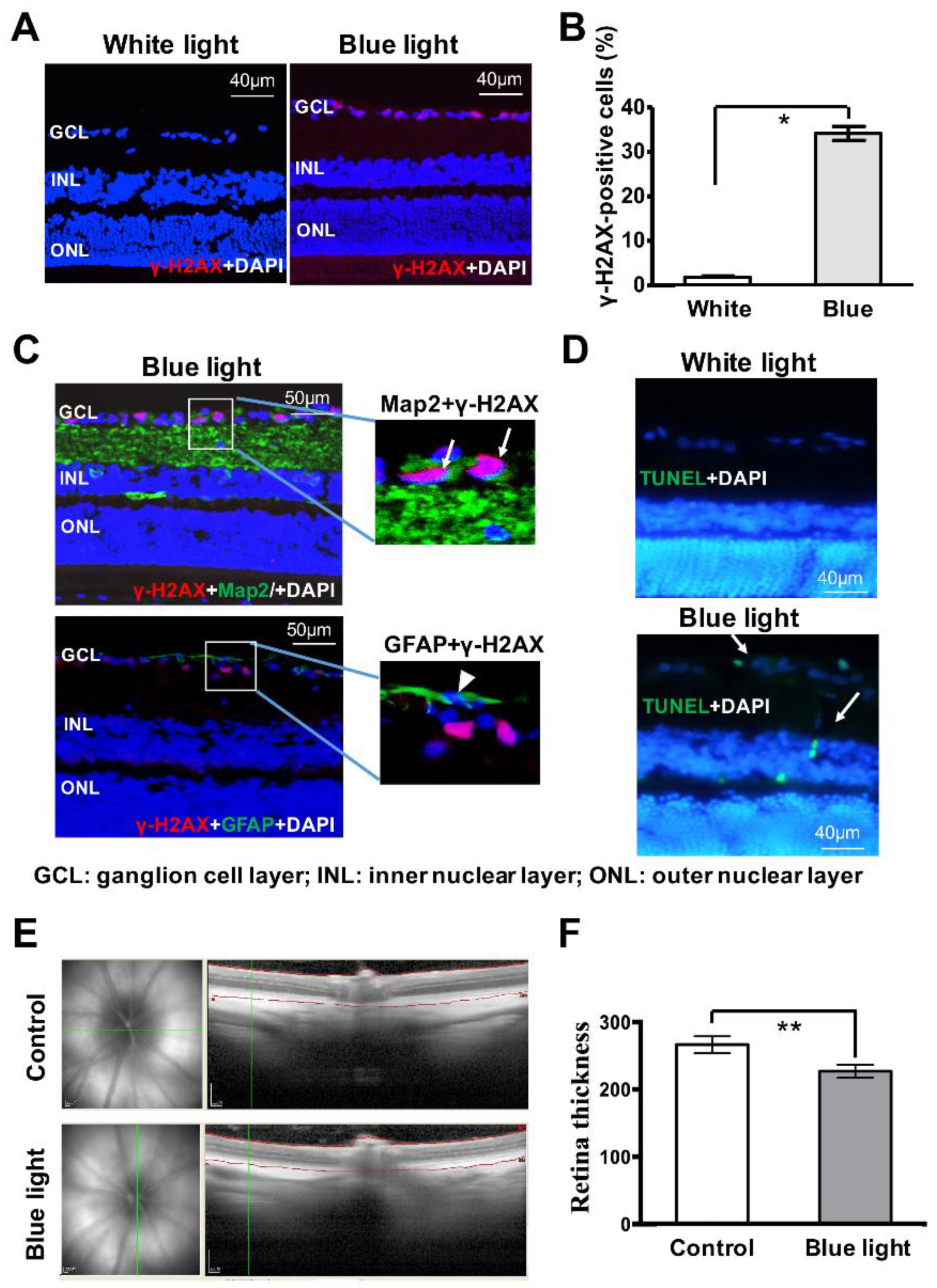 Cells 08 00068 g006 Cells 08 00068 g006