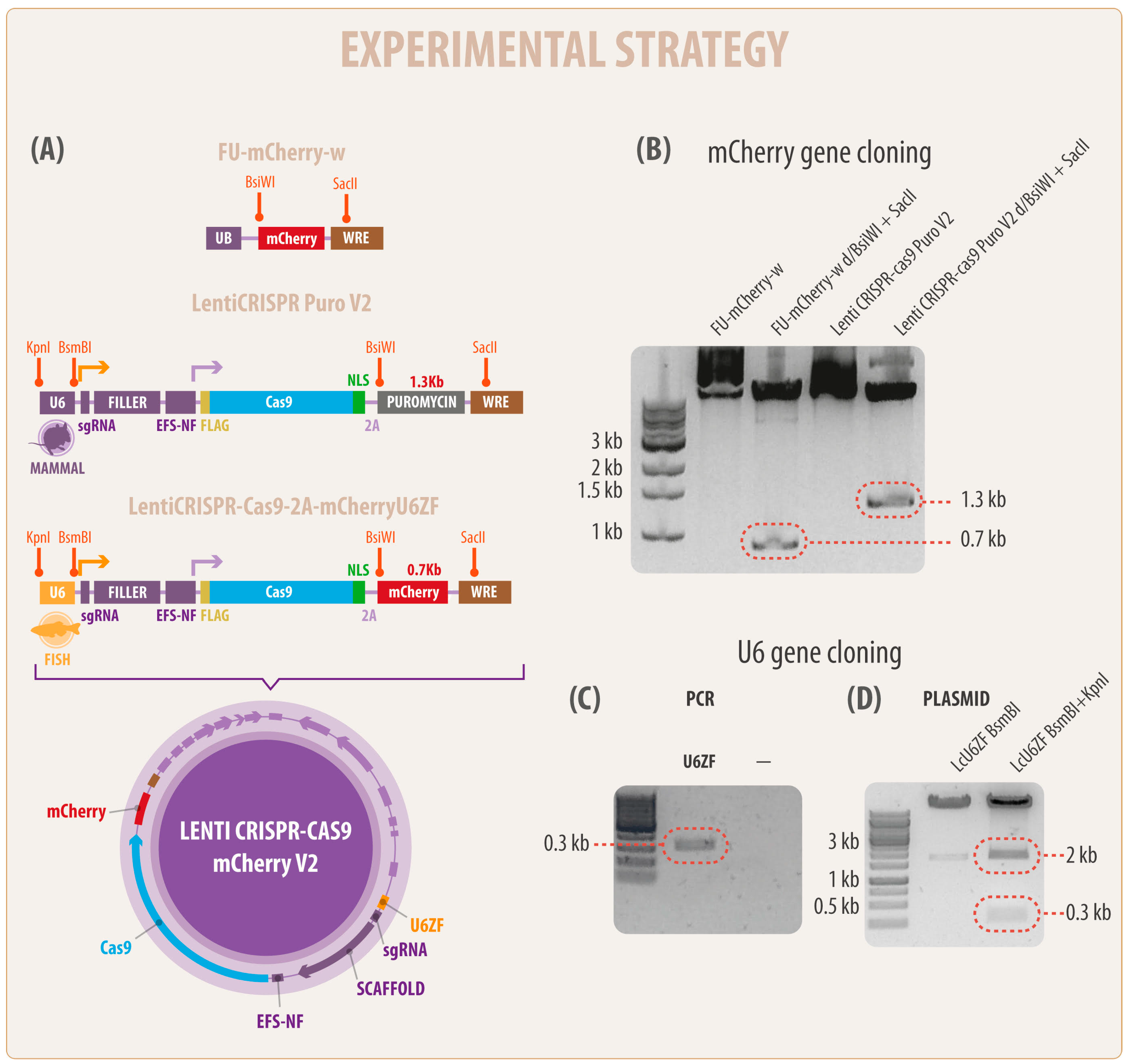 Cells 08 00075 g001 Cells 08 00075 g001