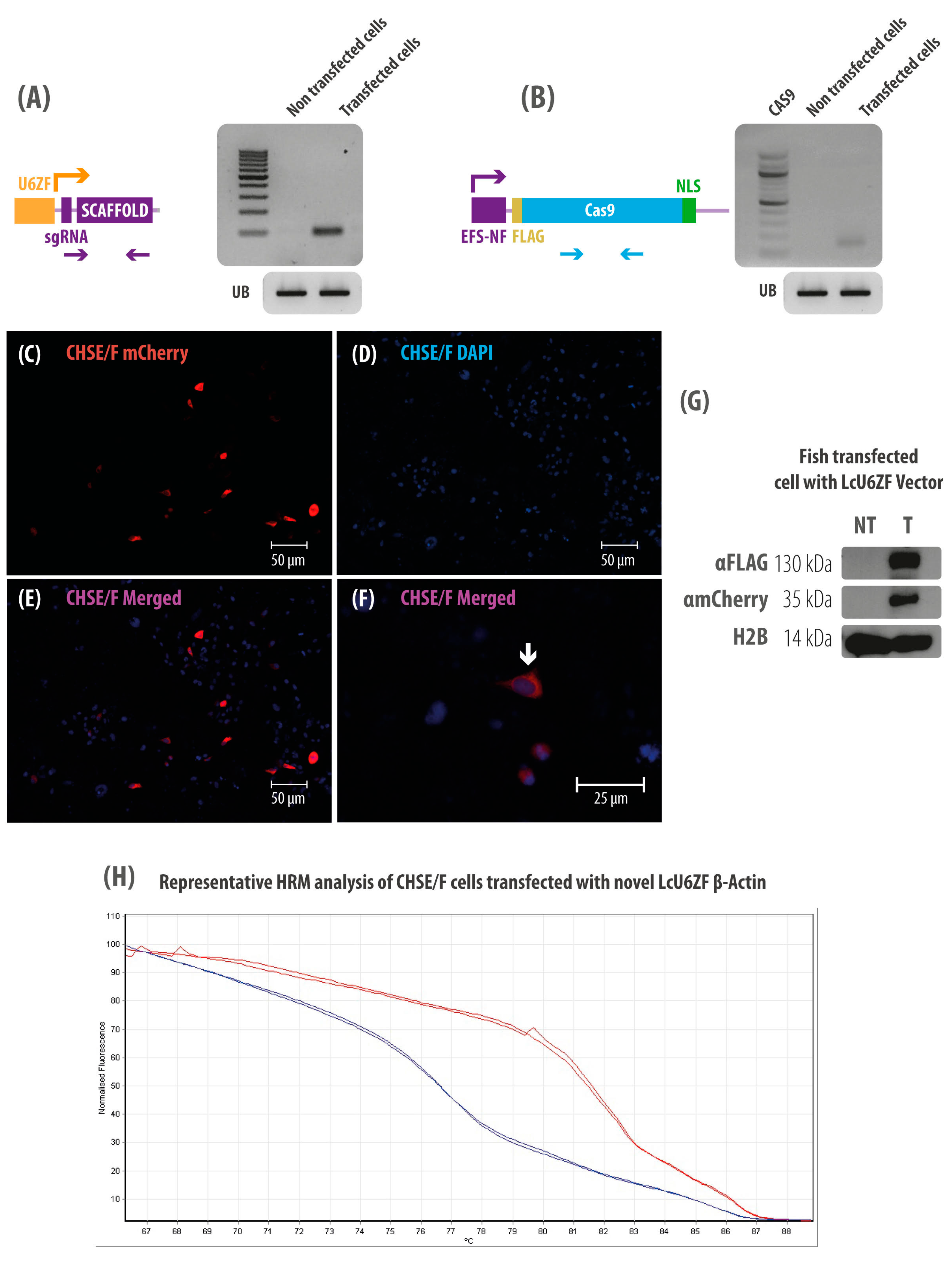 Cells 08 00075 g002 Cells 08 00075 g002
