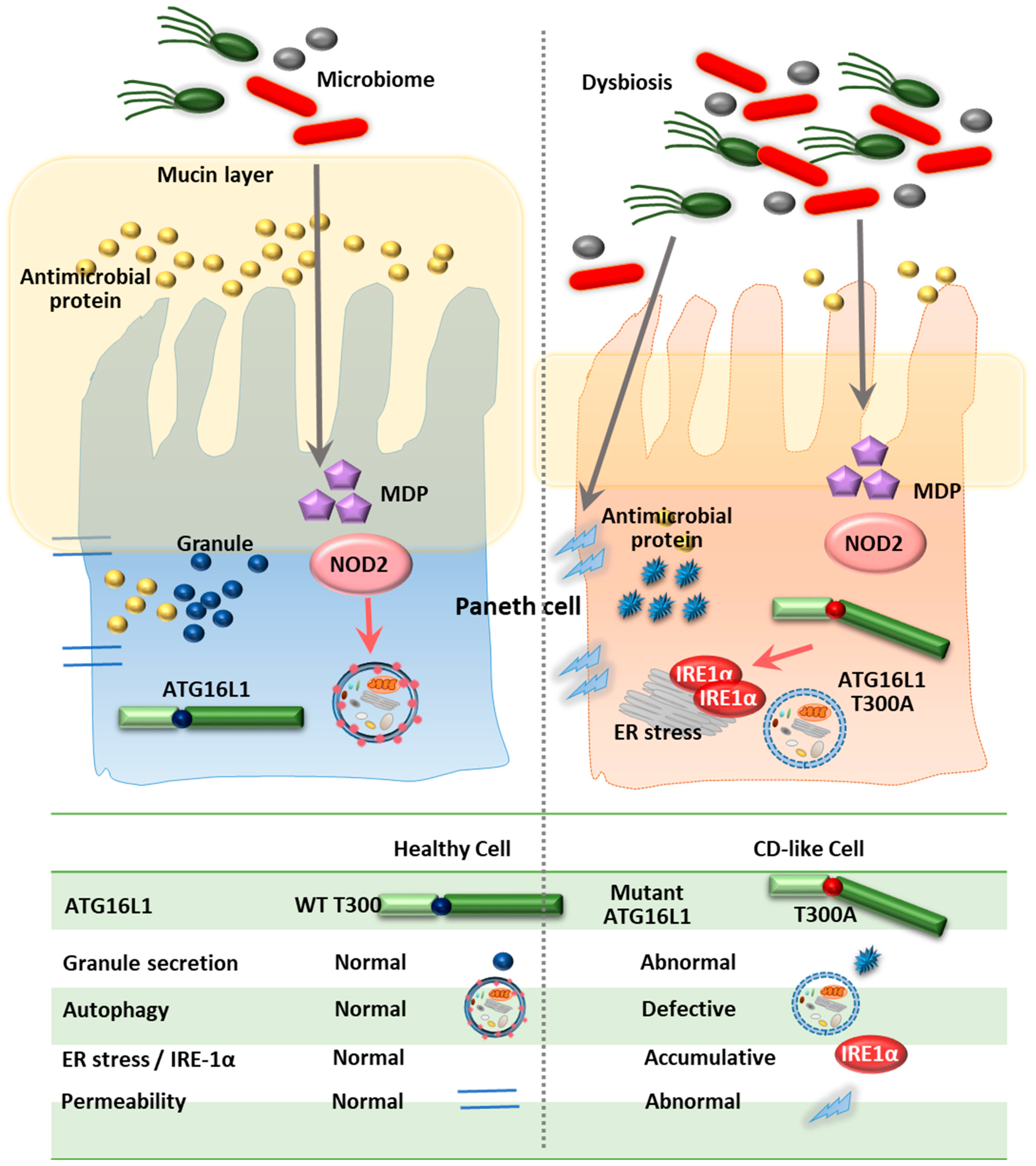 Cells 08 00077 g003