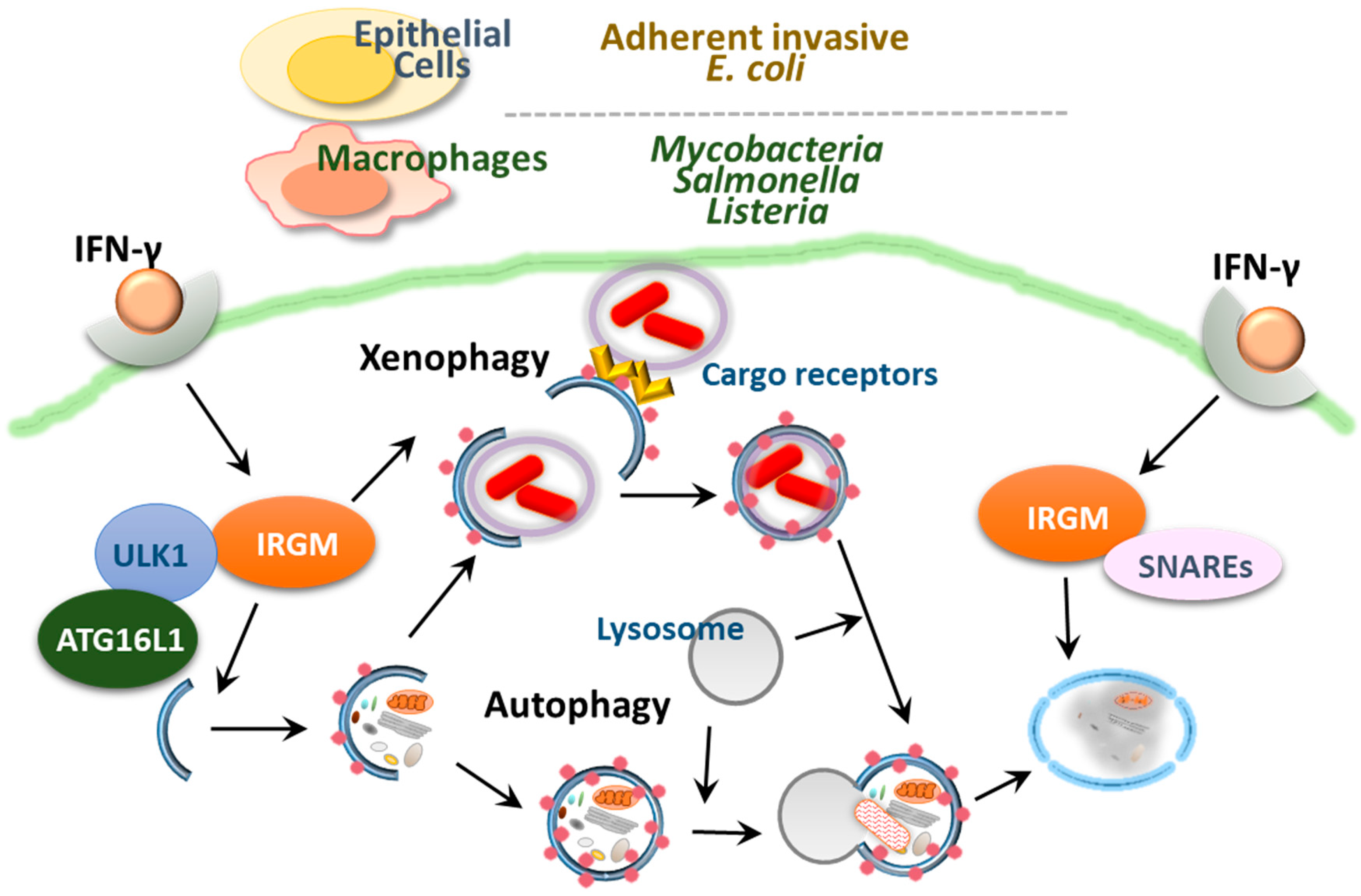 Cells 08 00077 g004