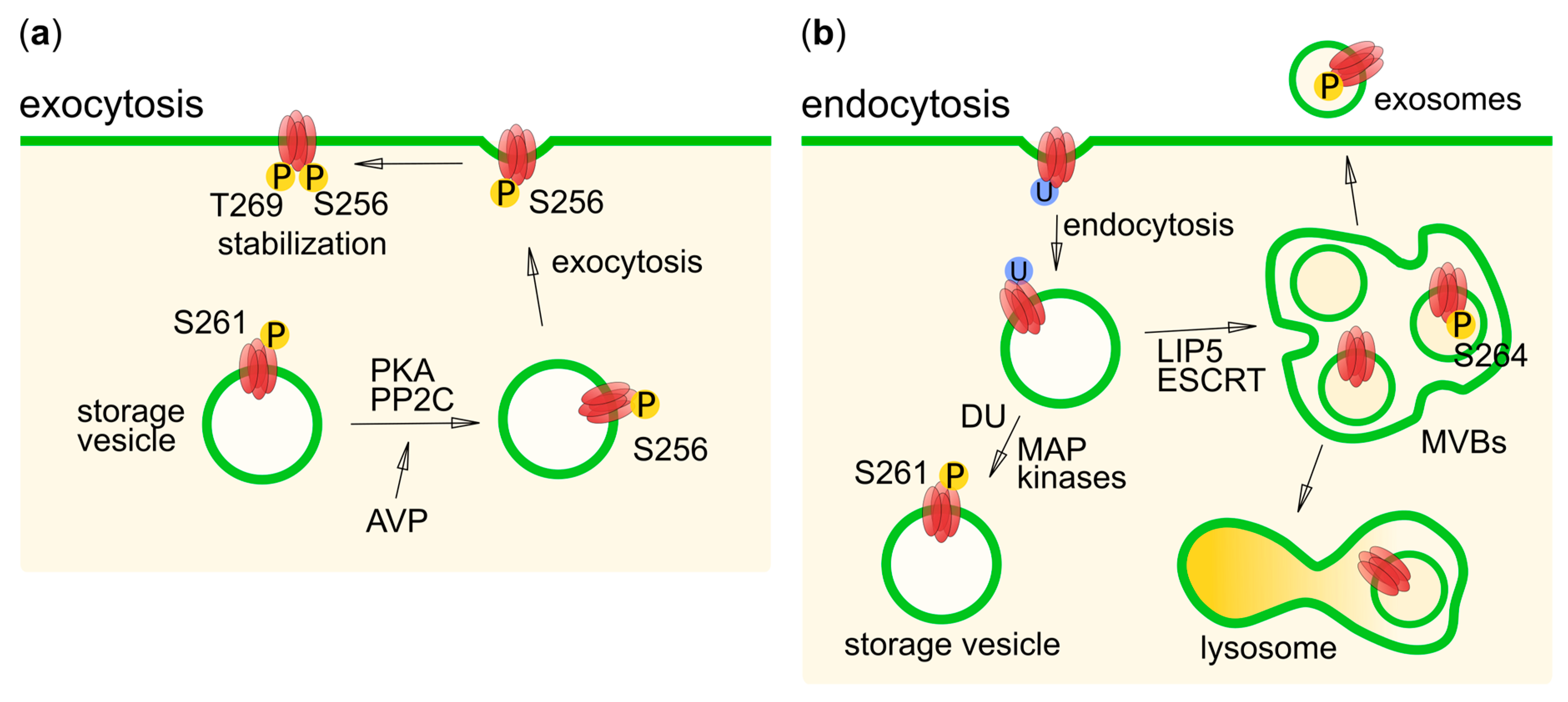 Cells 08 00082 g004