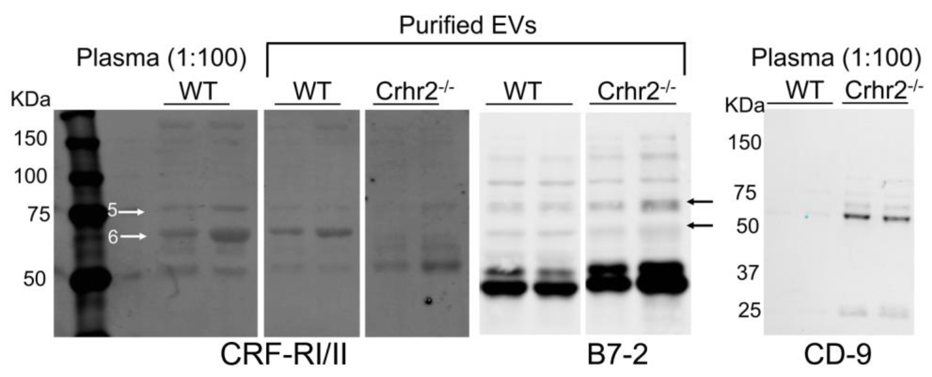 Cells 08 00101 g002 Cells 08 00101 g002