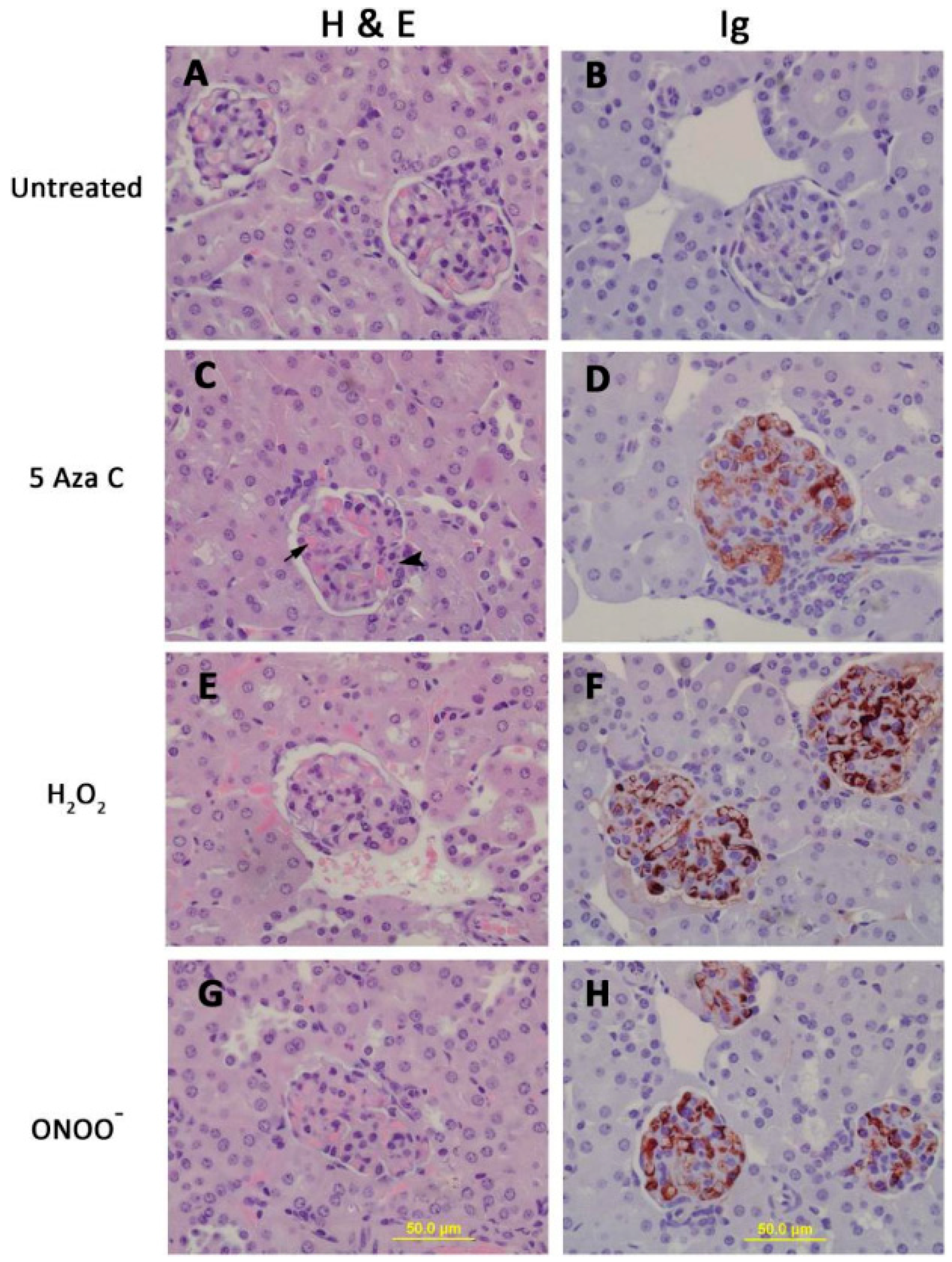 Cells 08 00127 g002 Cells 08 00127 g002