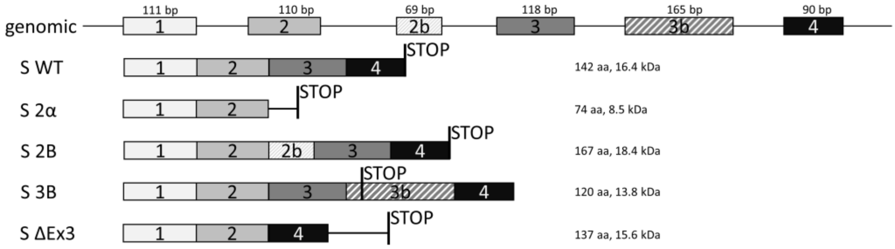 Cells 08 00128 g001 Cells 08 00128 g001
