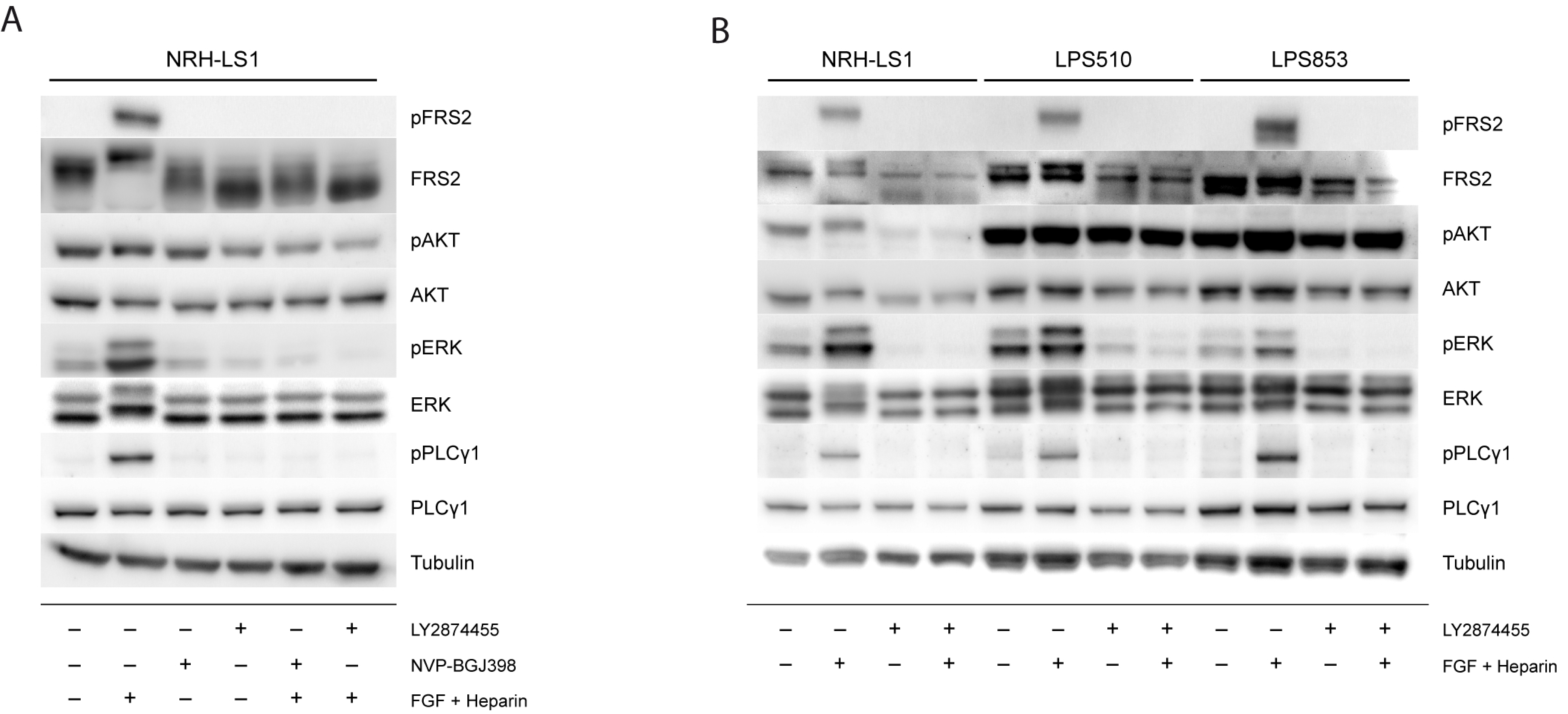 Cells 08 00189 g004 Cells 08 00189 g004