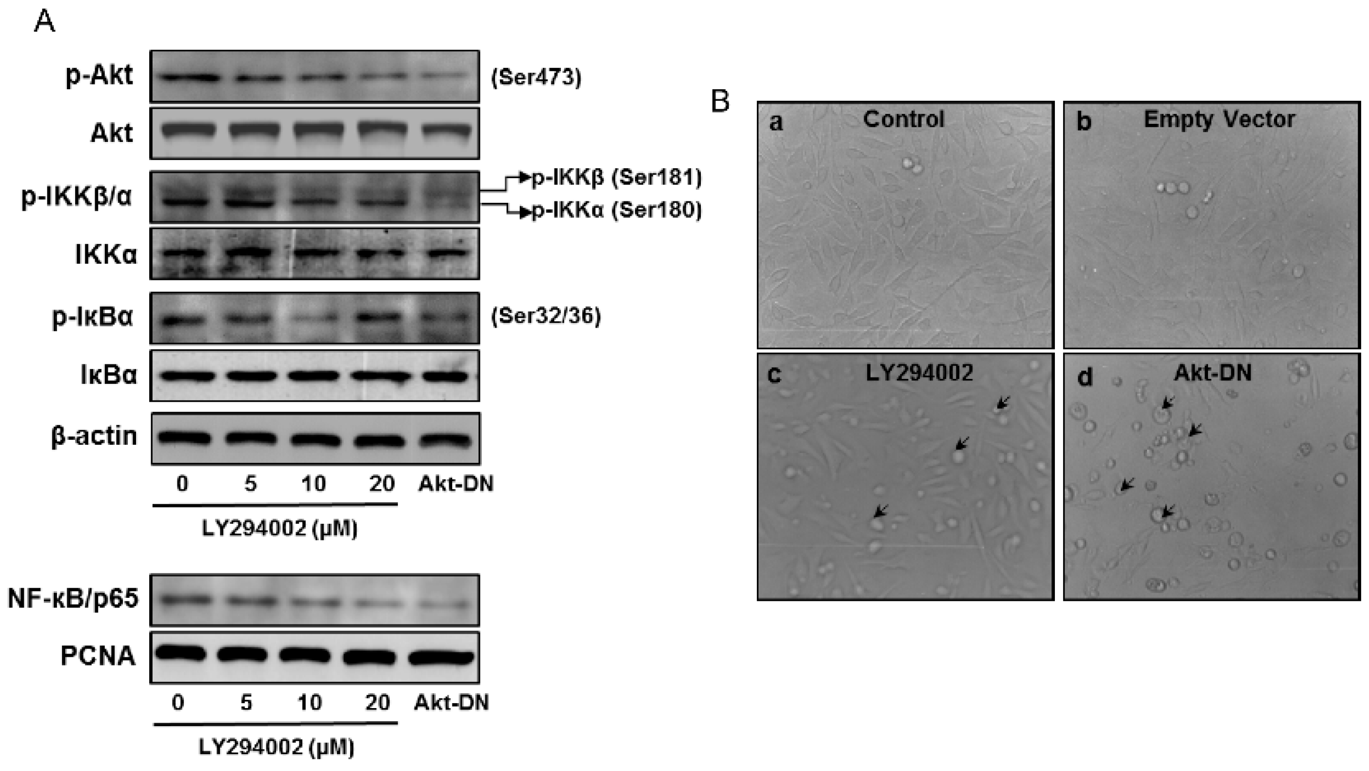 Cells 08 00201 g006 Cells 08 00201 g006