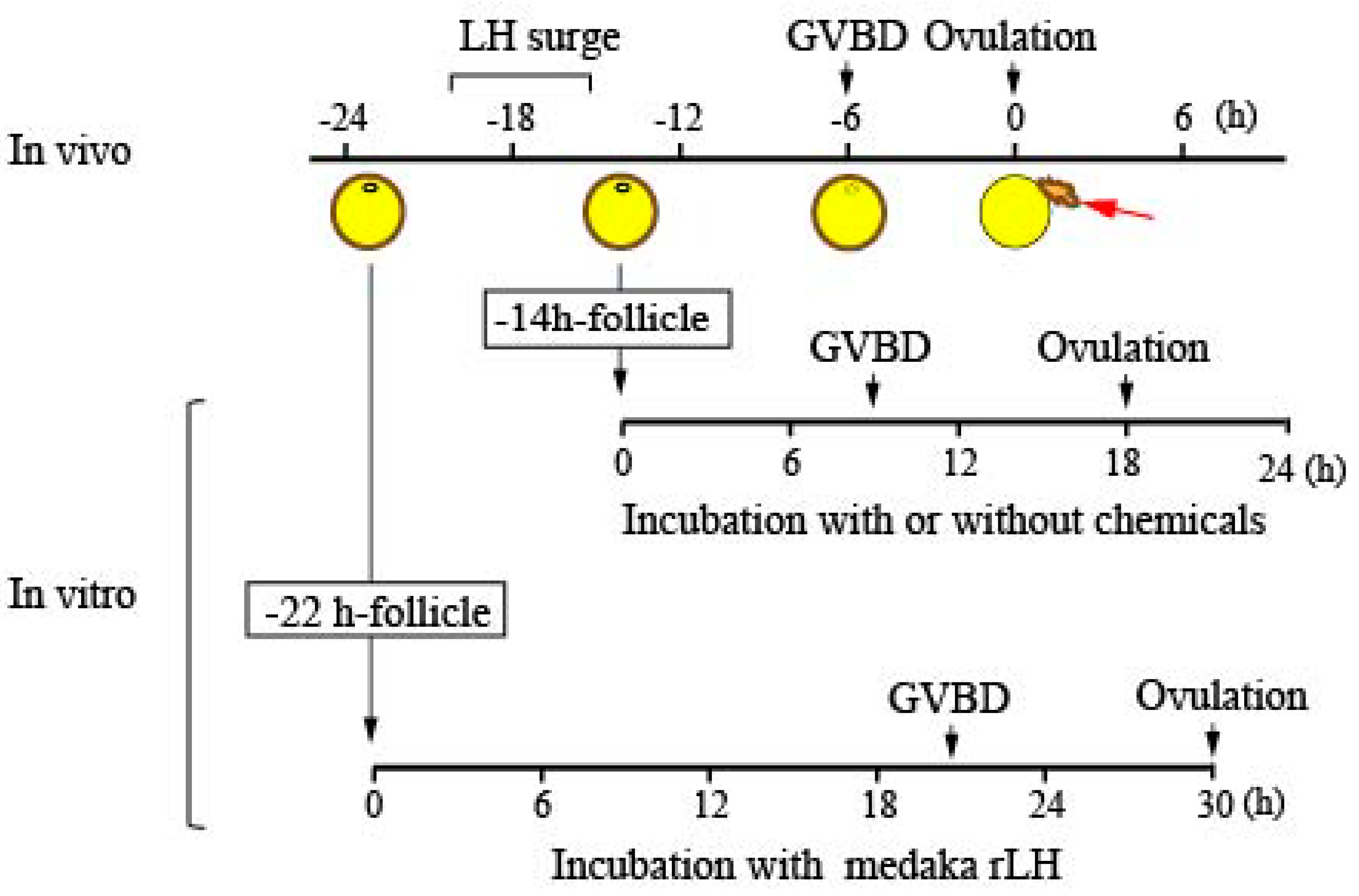 Cells 08 00215 g001