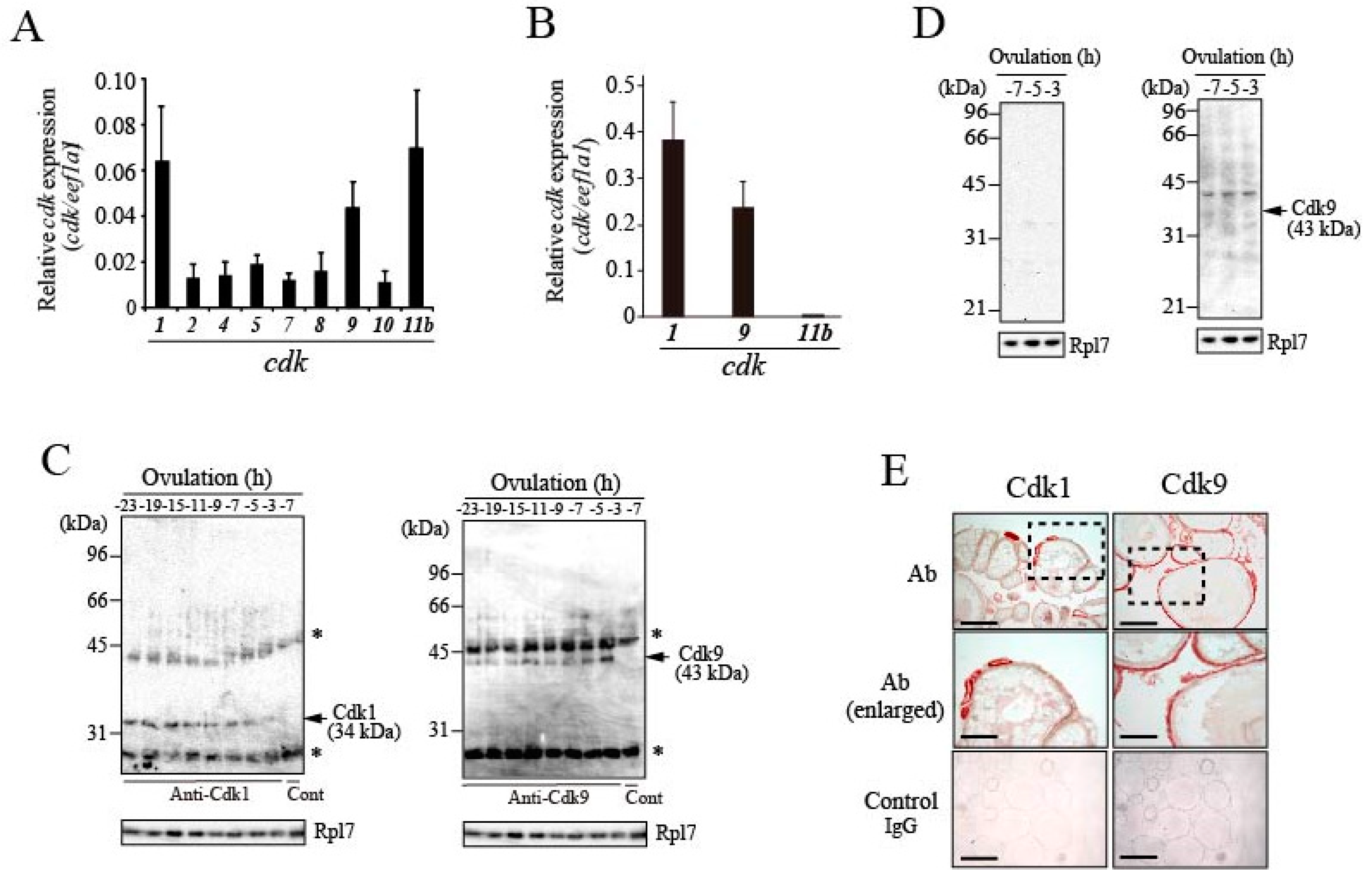 Cells 08 00215 g005