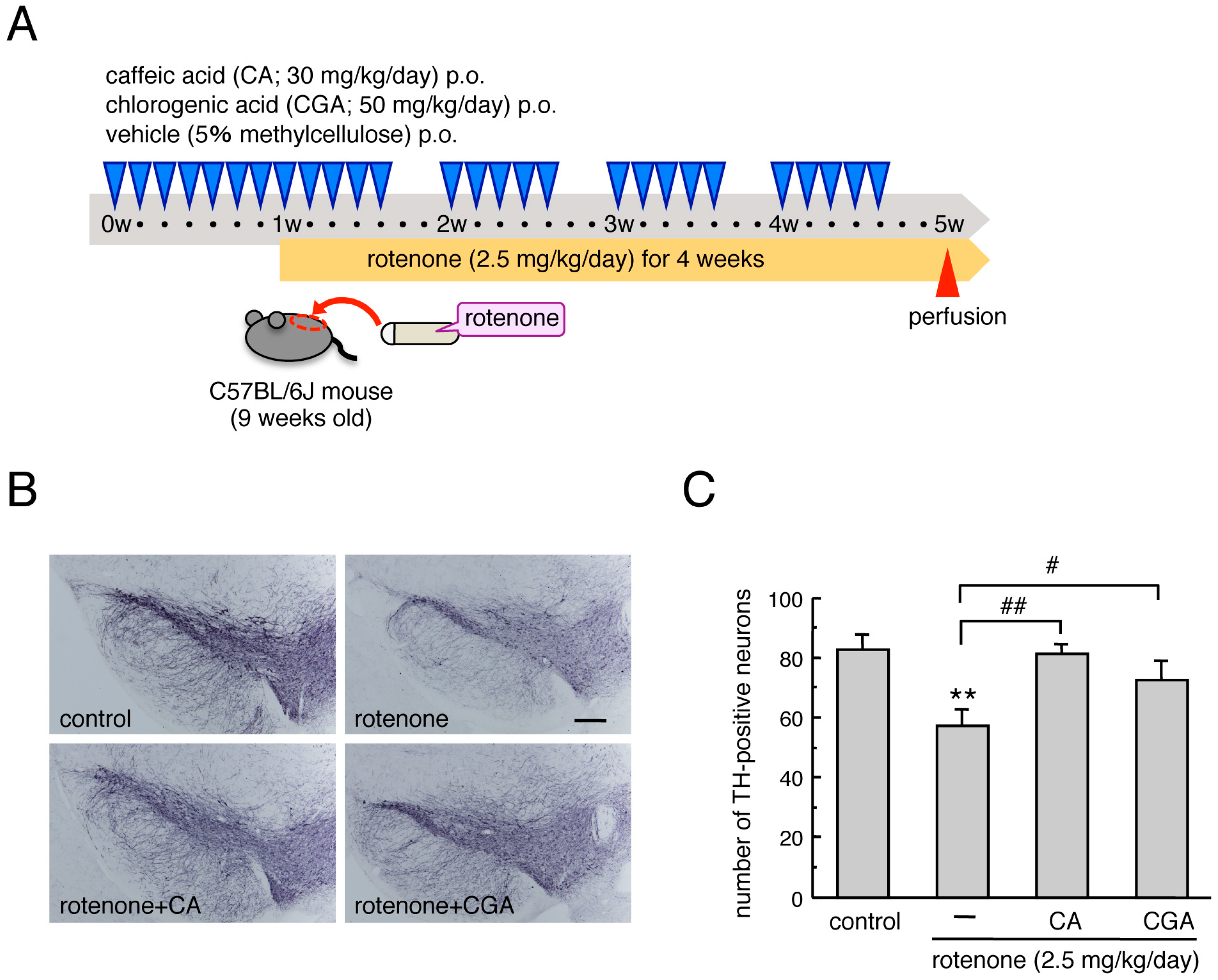 Cells 08 00221 g001 Cells 08 00221 g001