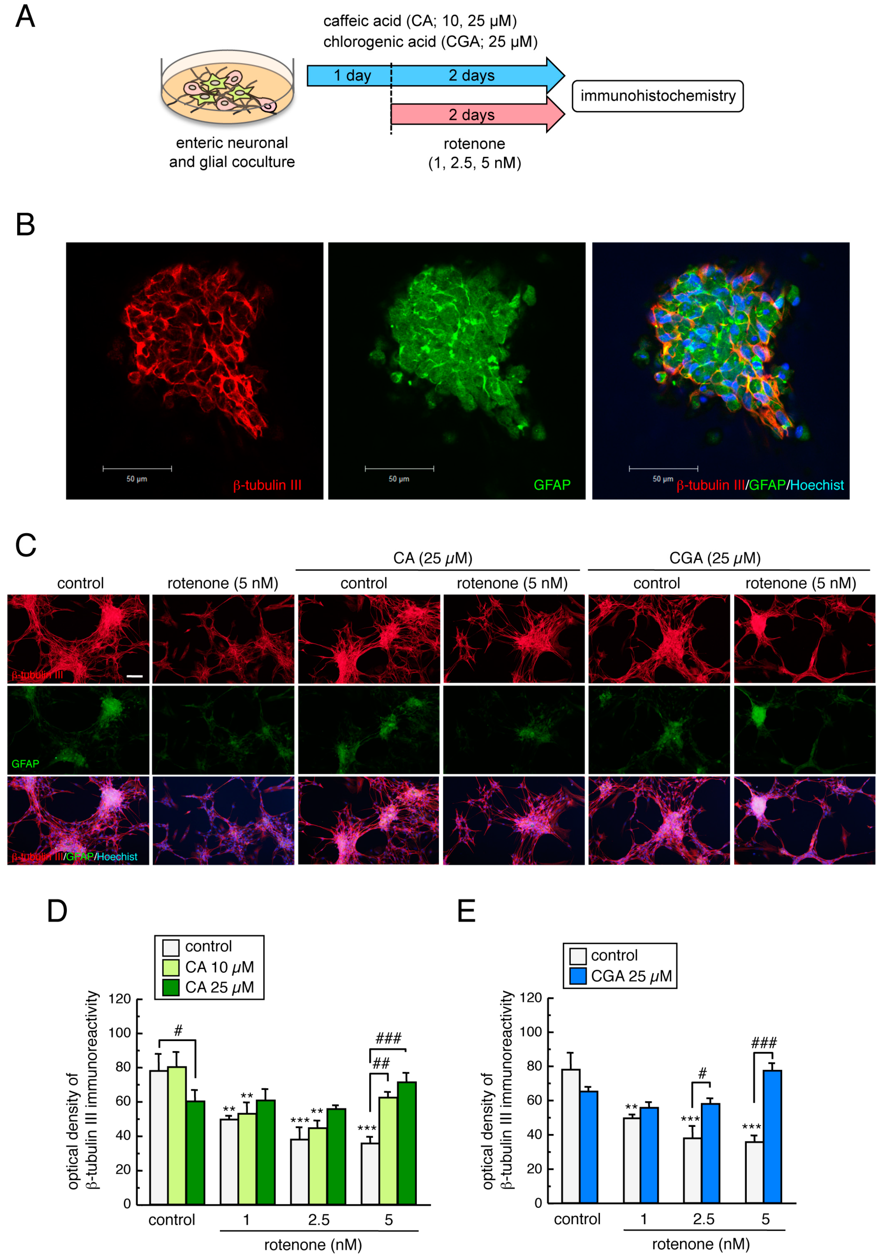 Cells 08 00221 g007 Cells 08 00221 g007