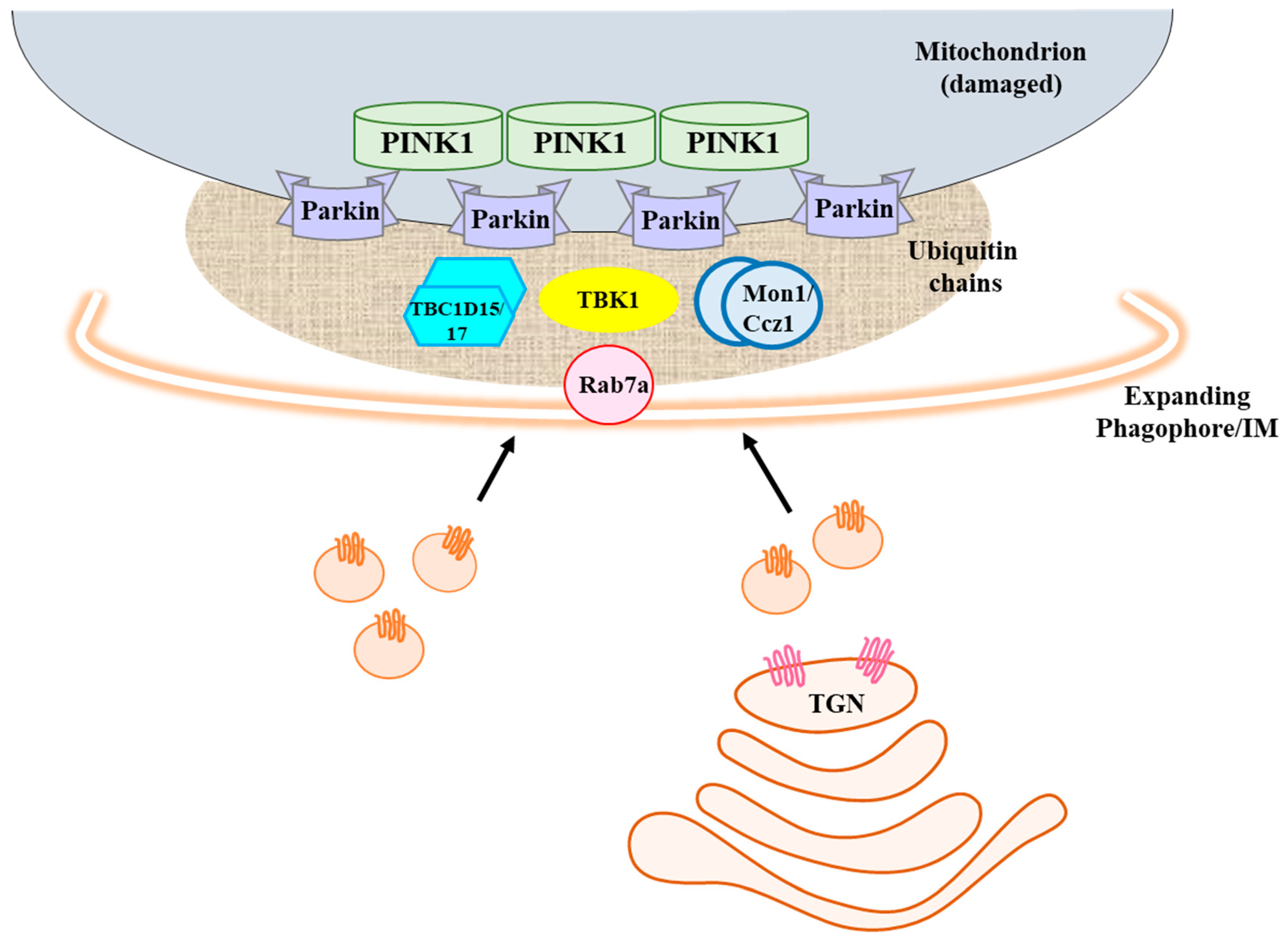 Cells 08 00224 g001
