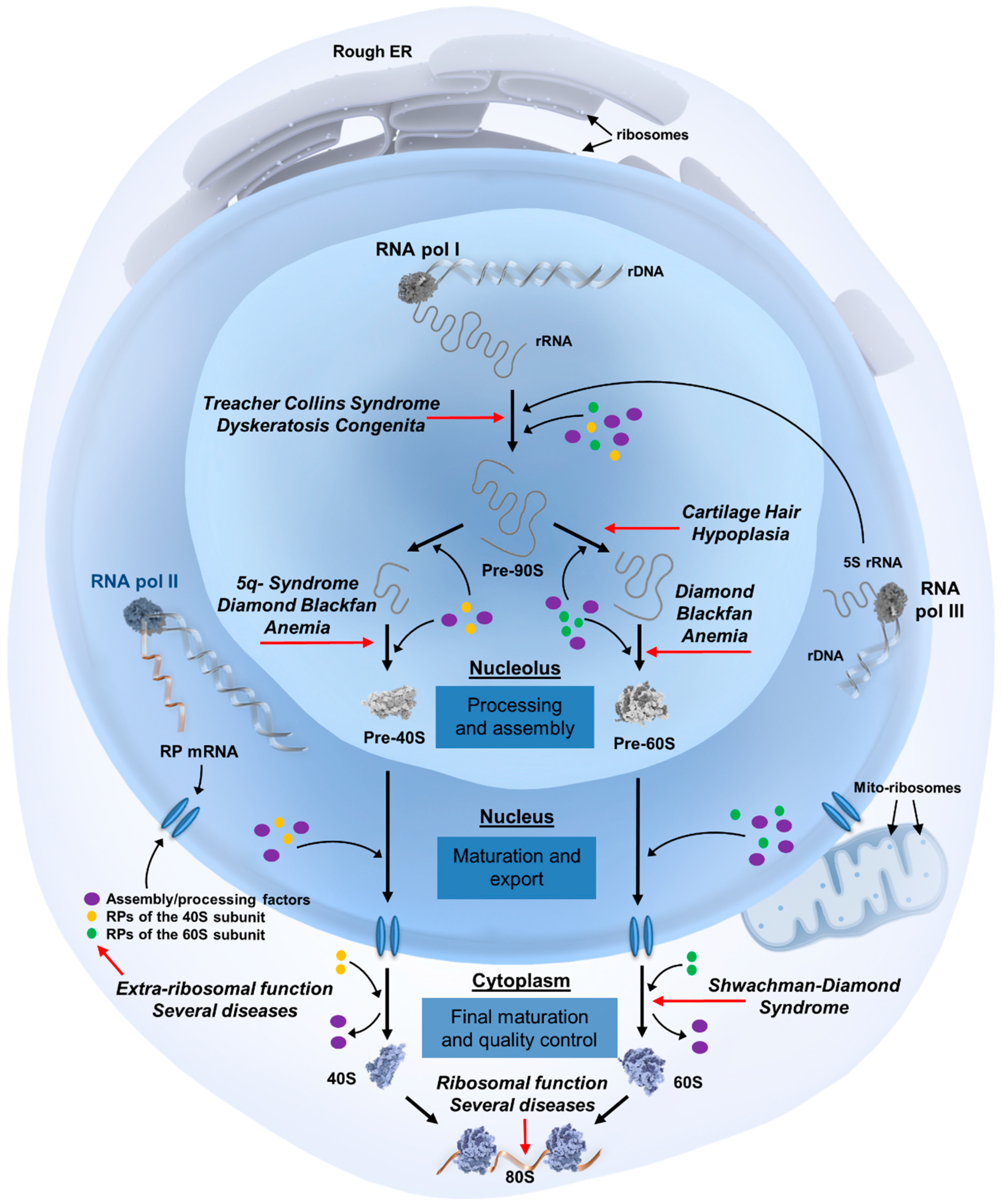 Cells 08 00229 g001 Cells 08 00229 g001