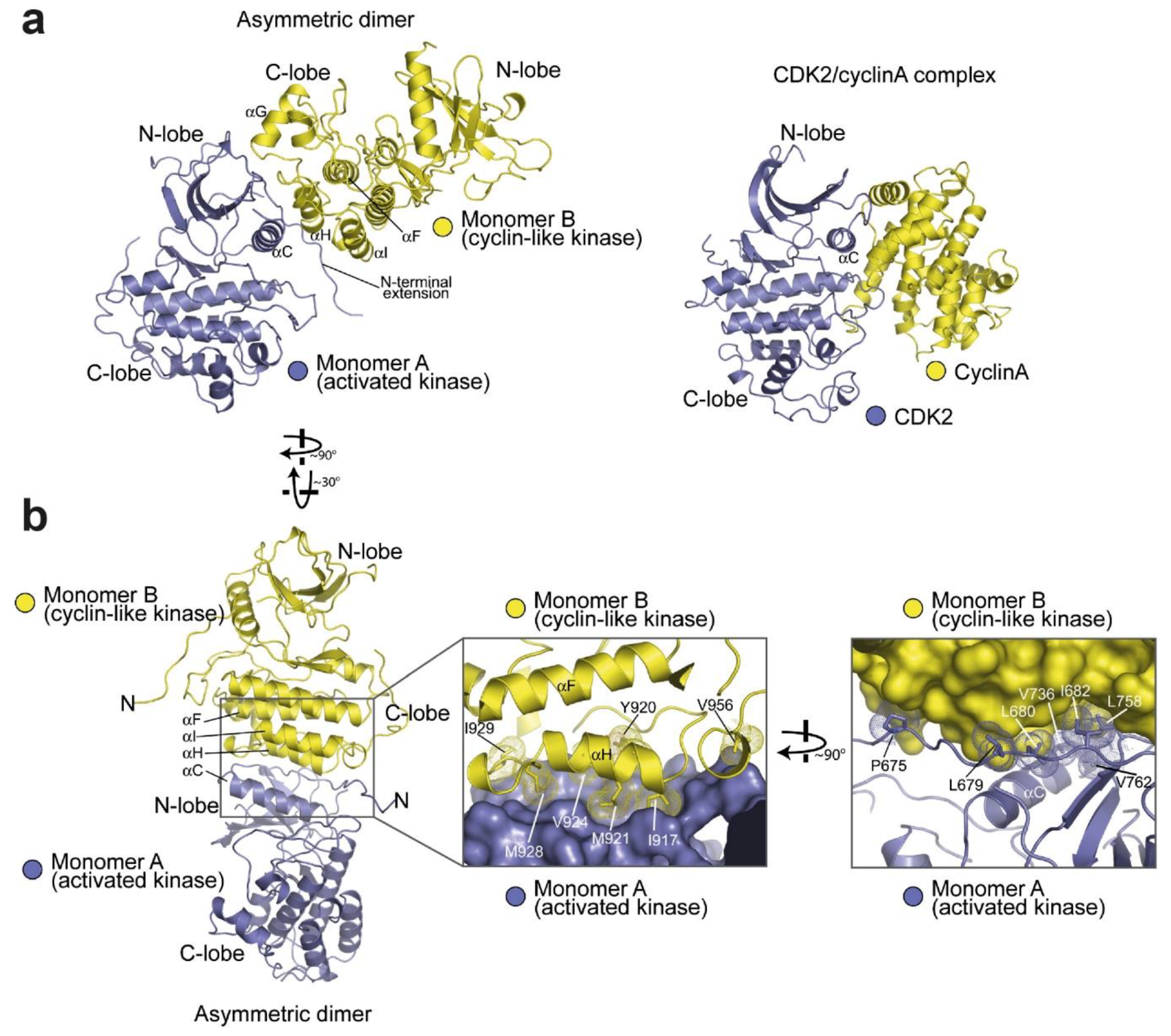 Cells 08 00316 g004 Cells 08 00316 g004