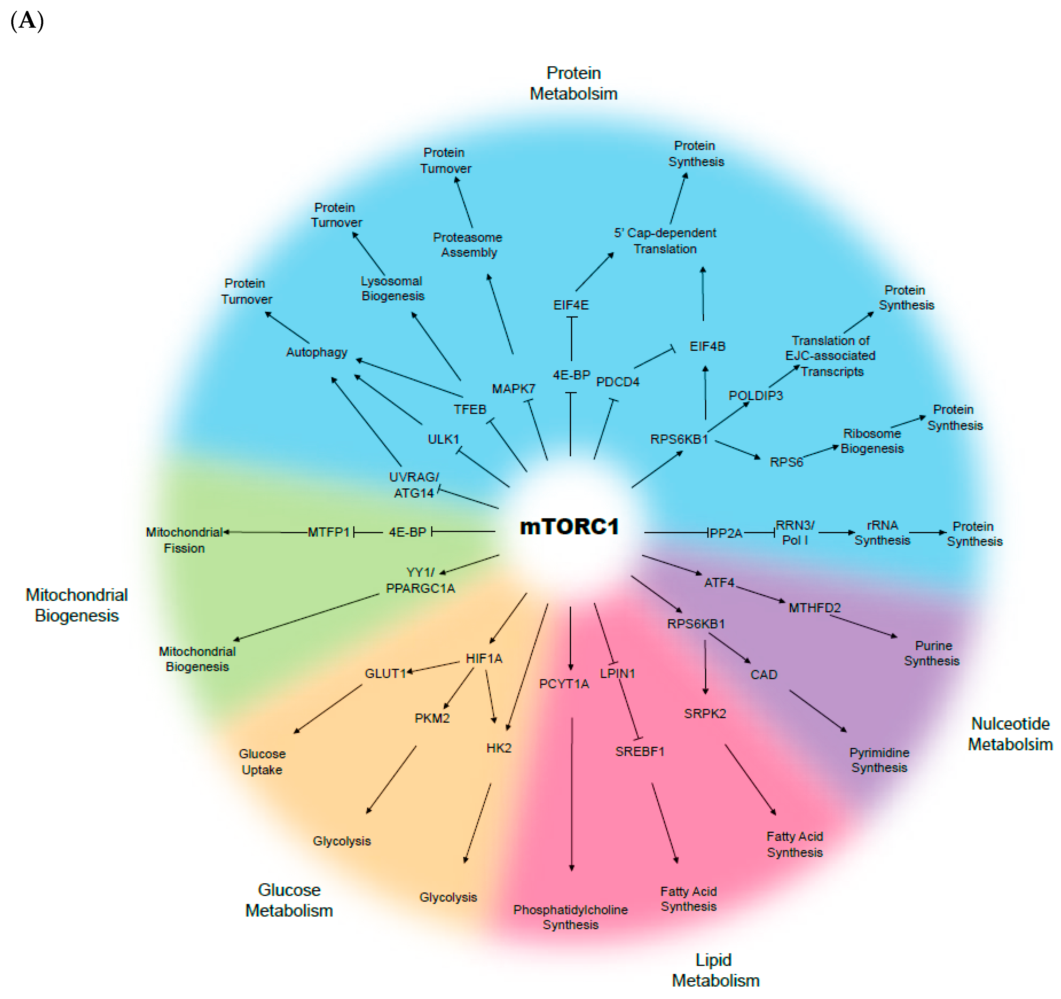 Cells 08 00333 g001a