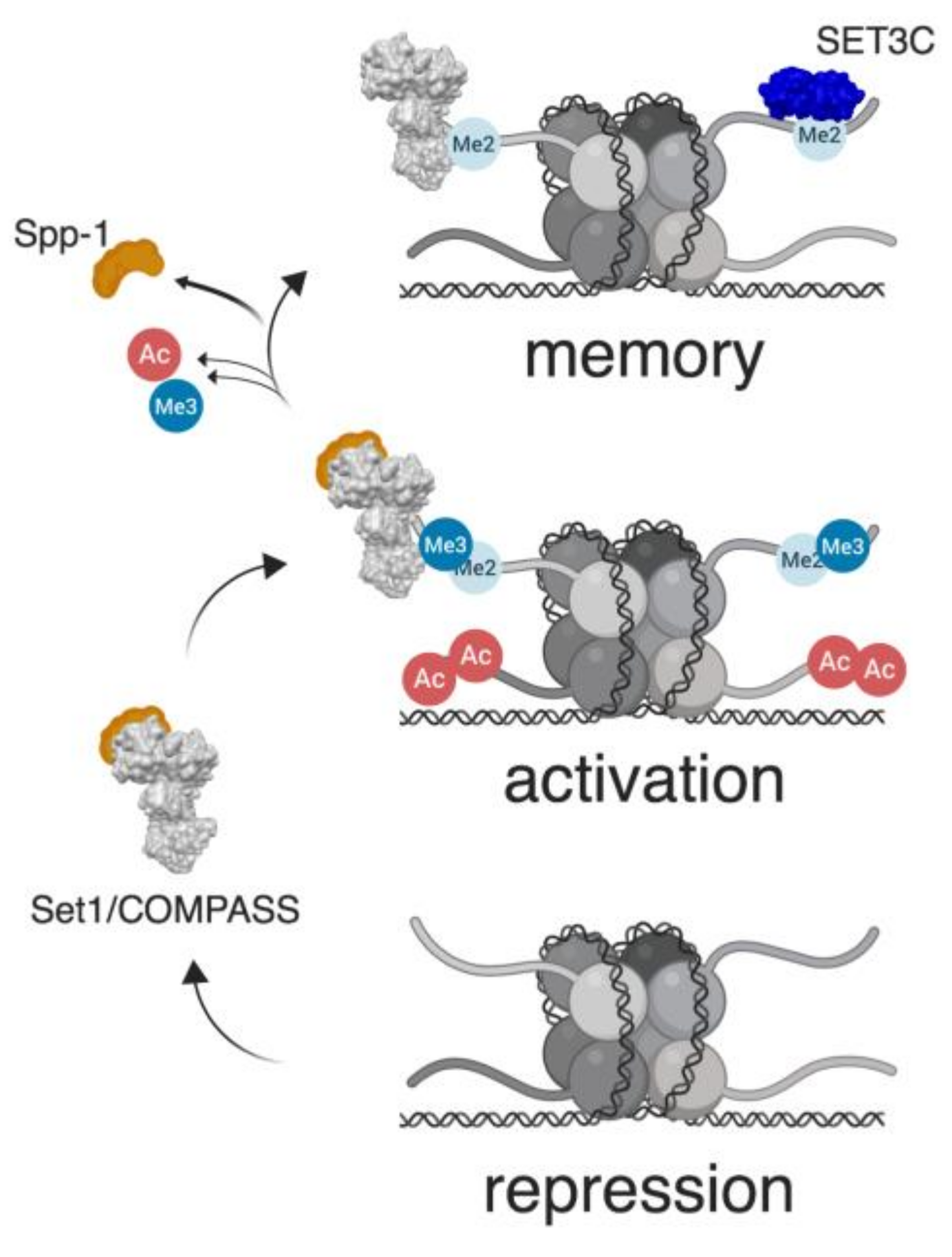 Cells 08 00339 g001