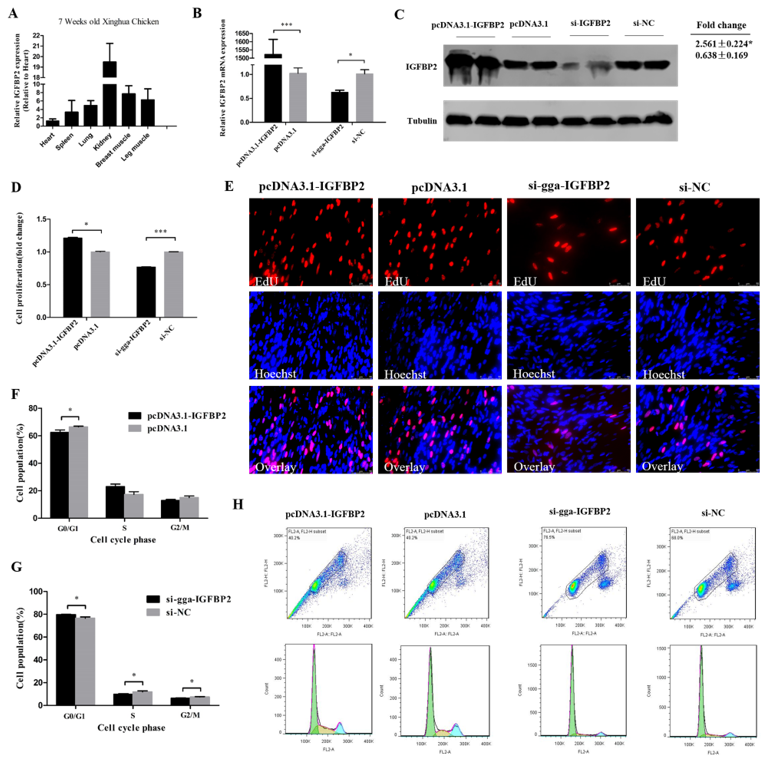 Cells 08 00360 g004 Cells 08 00360 g004