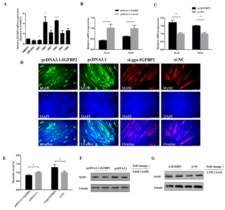Cells 08 00360 g005 Cells 08 00360 g005