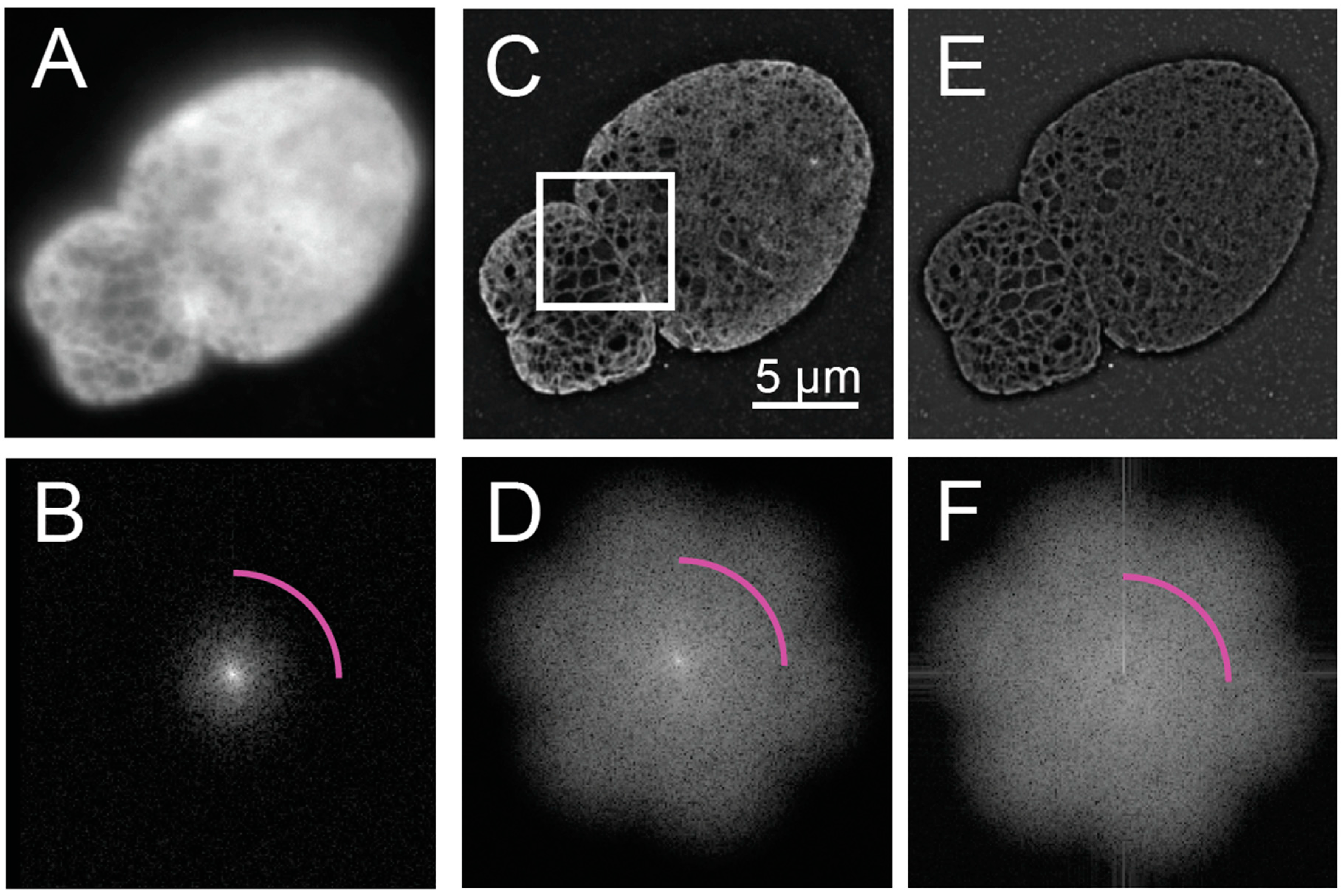 Cells 08 00361 g001 Cells 08 00361 g001