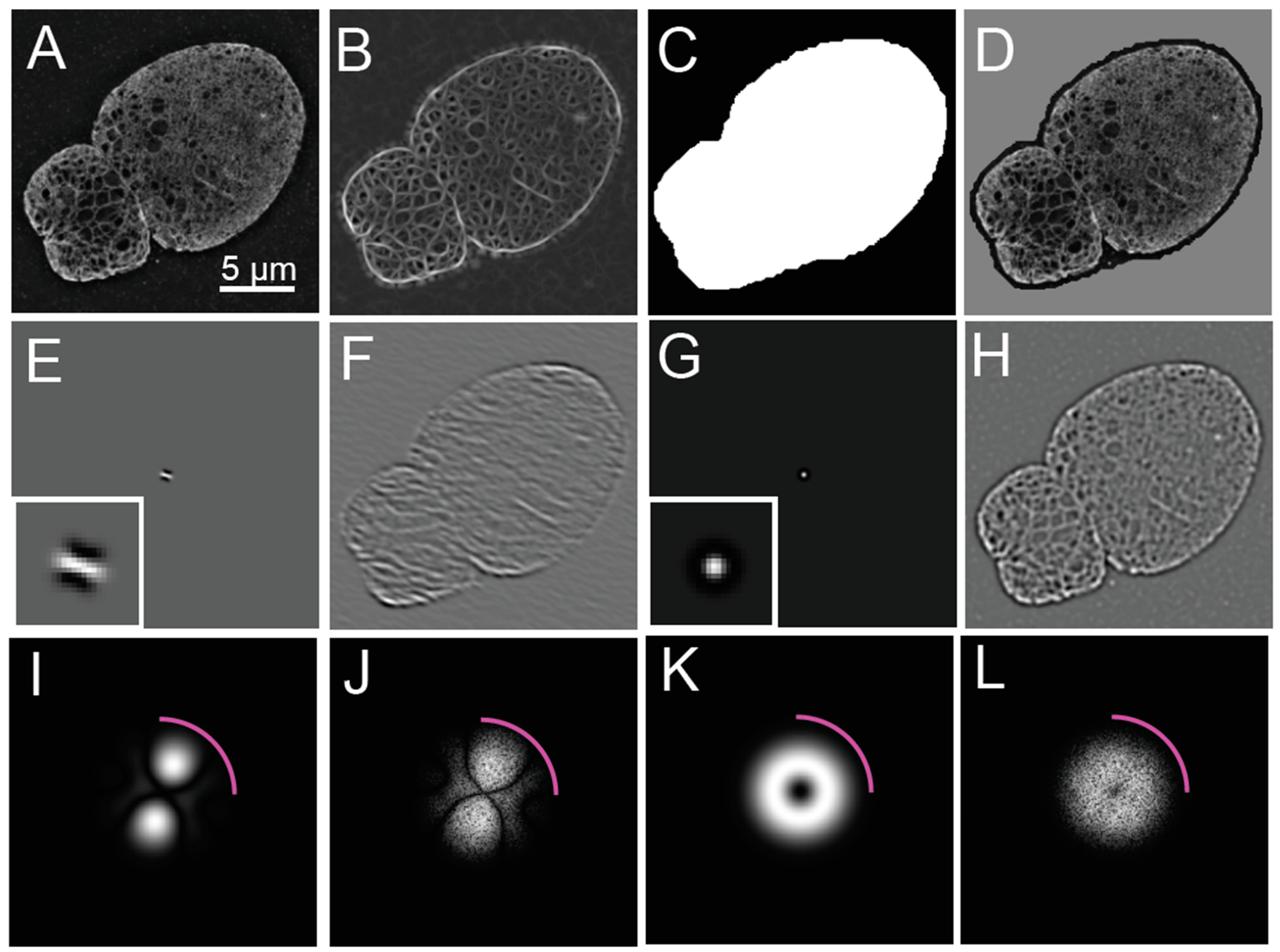 Cells 08 00361 g002 Cells 08 00361 g002