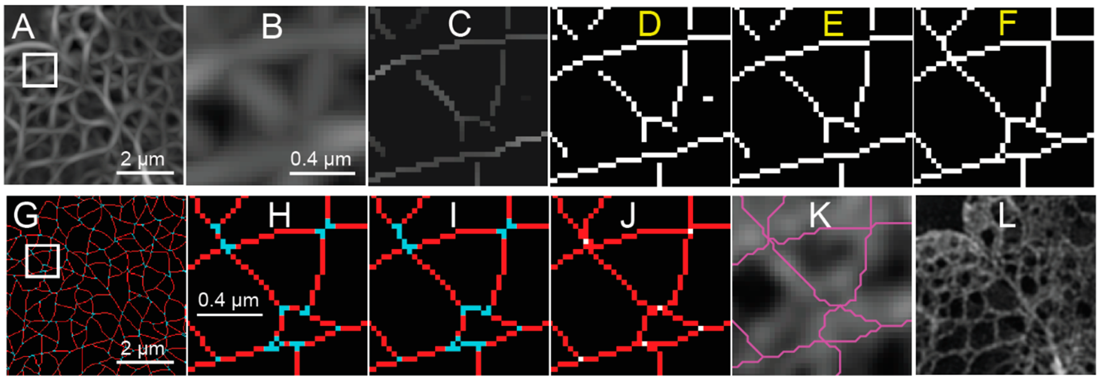 Cells 08 00361 g004 Cells 08 00361 g004