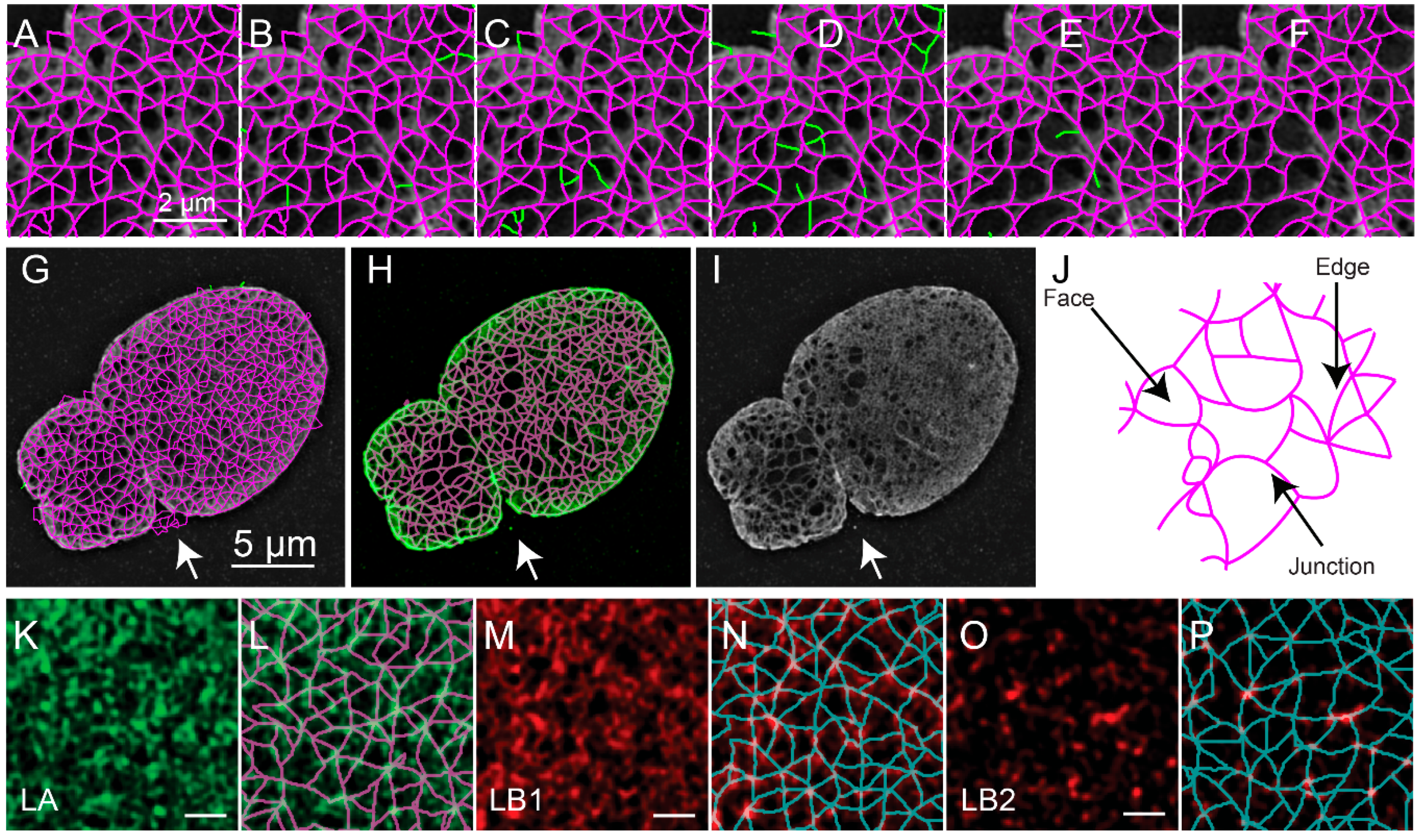 Cells 08 00361 g005 Cells 08 00361 g005
