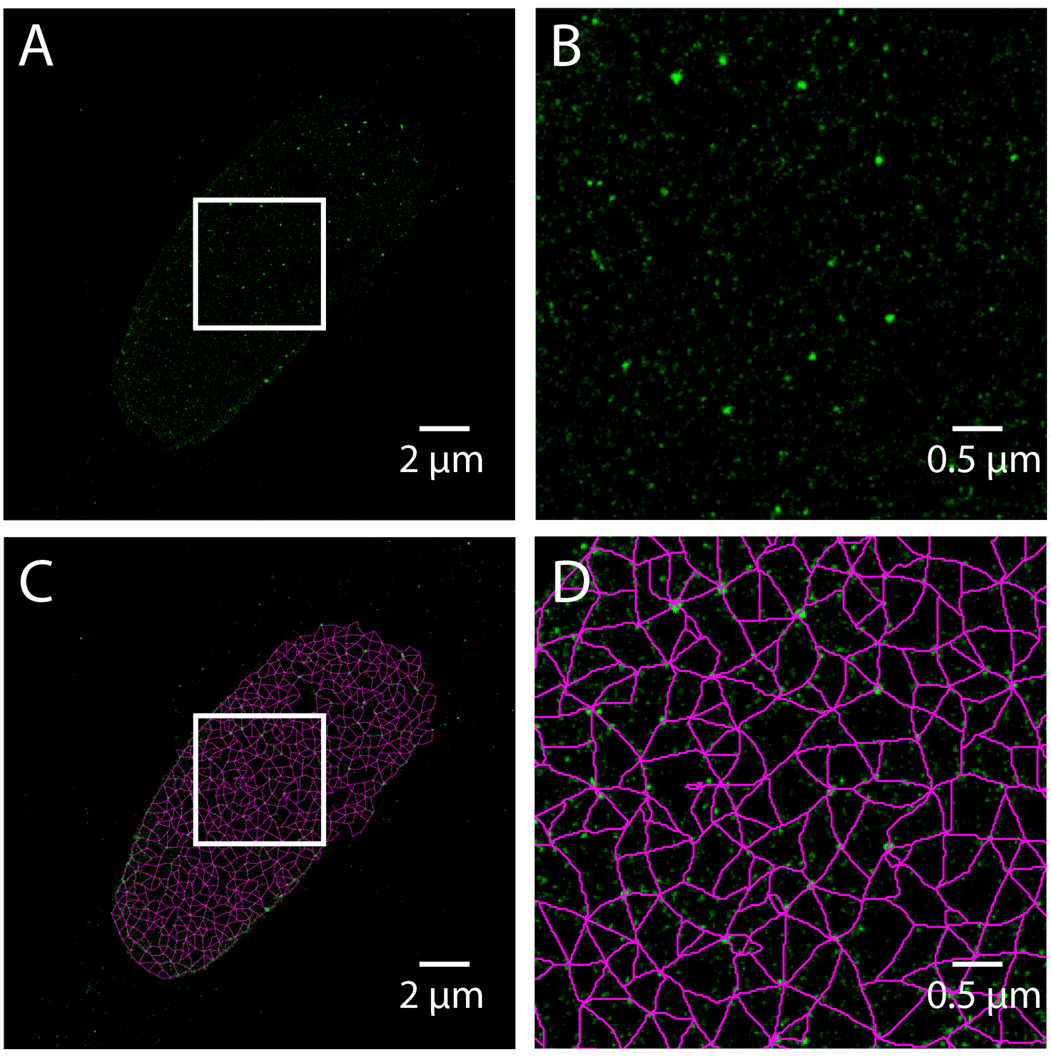 Cells 08 00361 g006 Cells 08 00361 g006