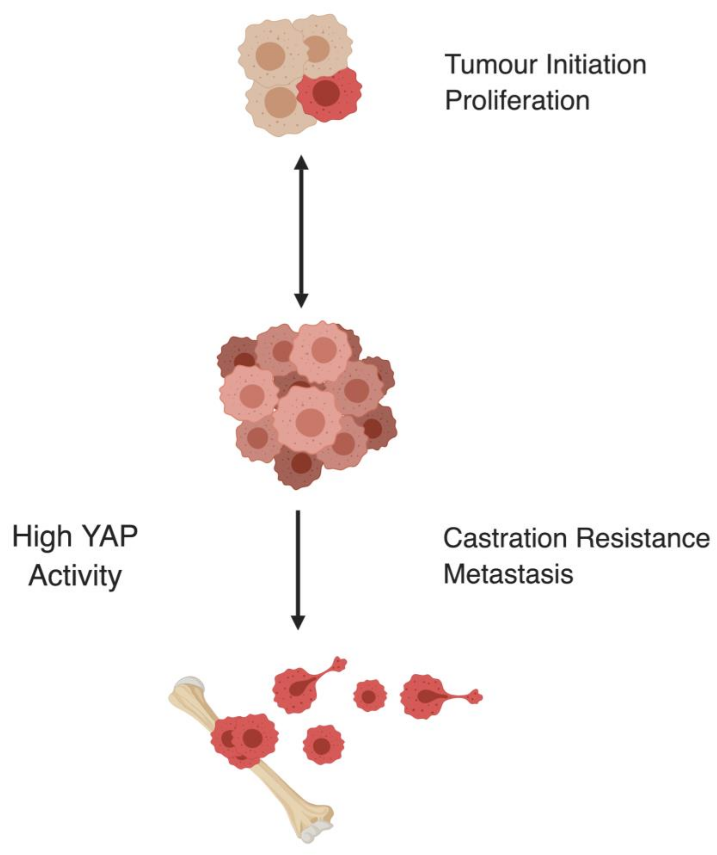 Cells 08 00370 g002 Cells 08 00370 g002
