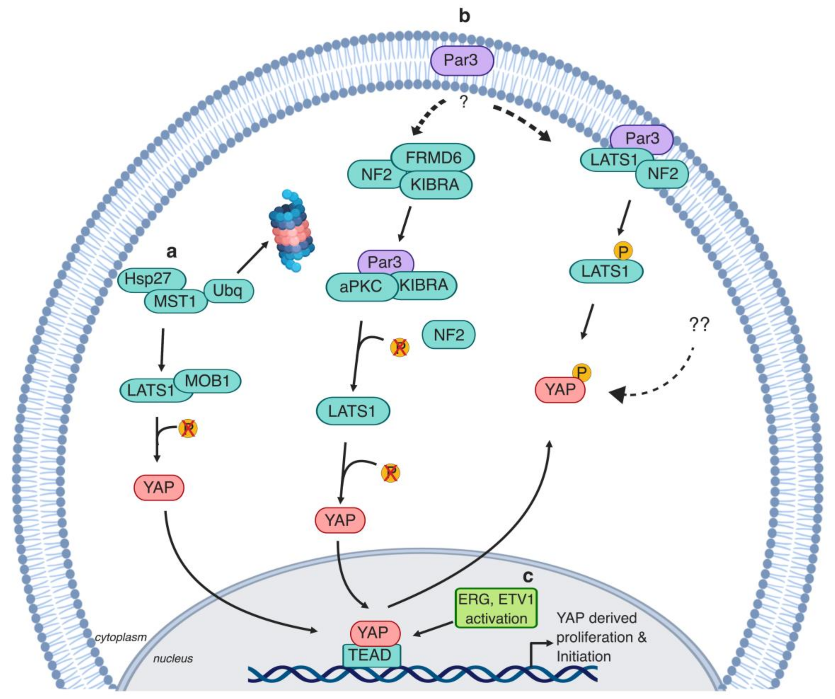 Cells 08 00370 g003 Cells 08 00370 g003