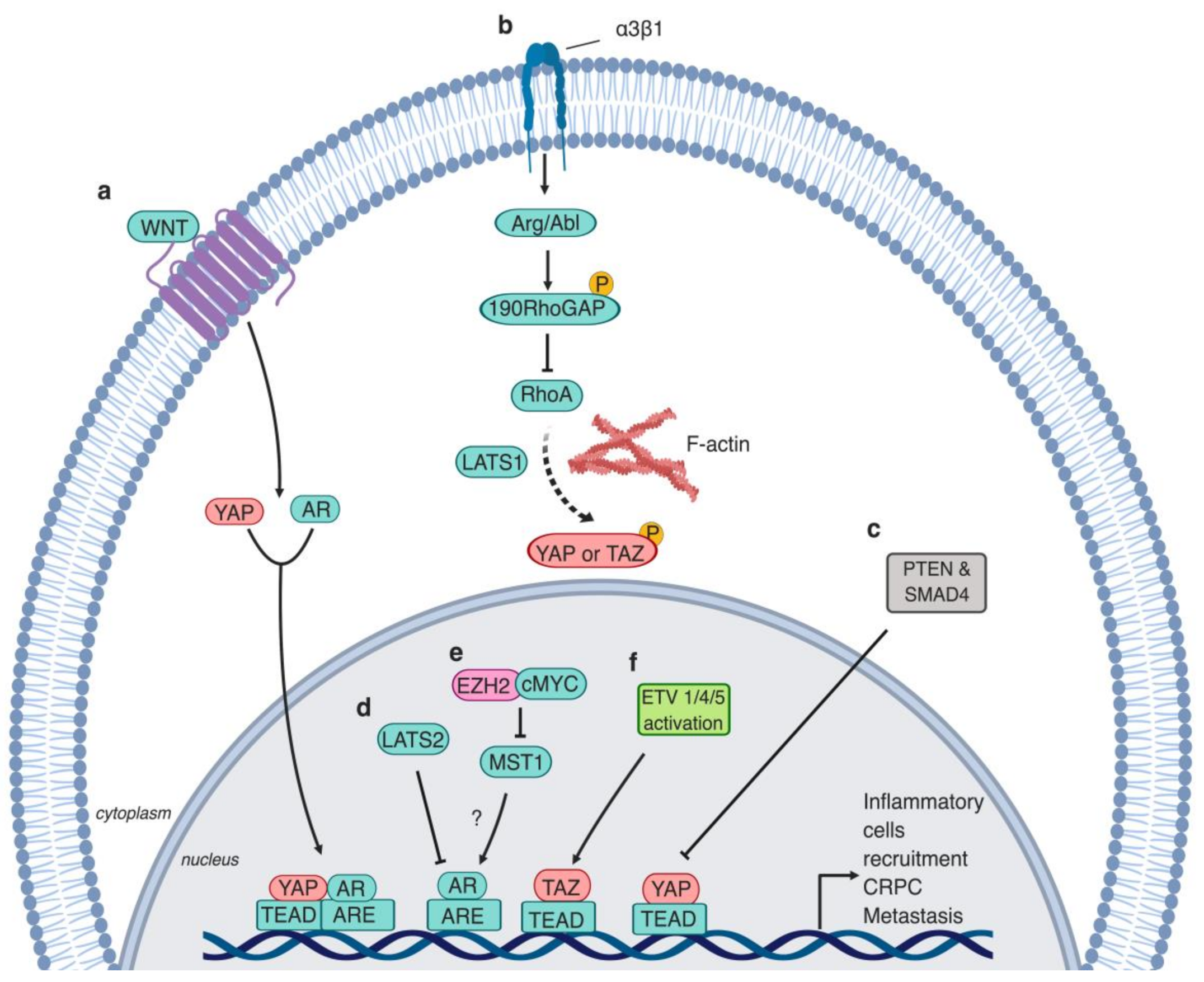 Cells 08 00370 g004 Cells 08 00370 g004