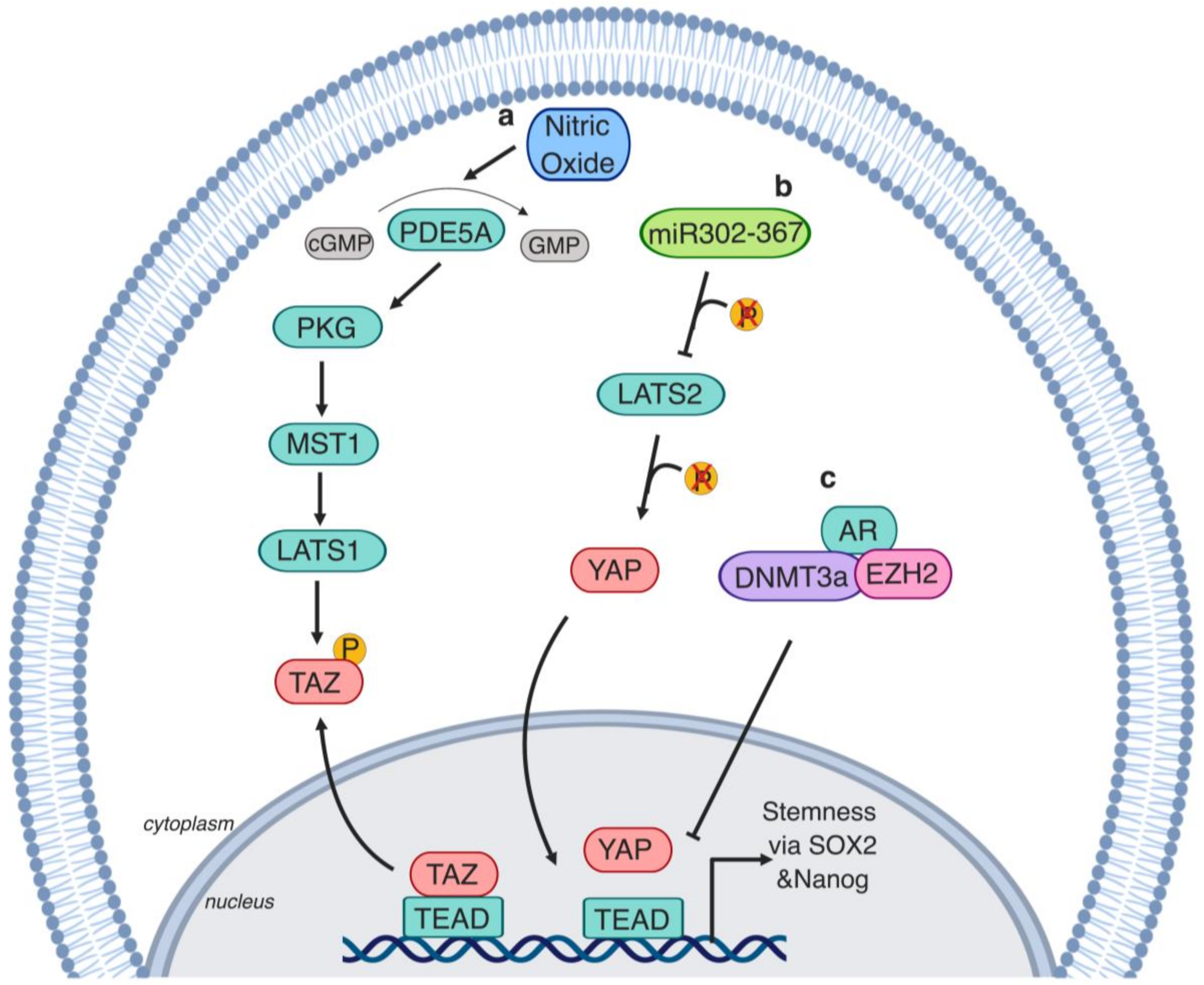 Cells 08 00370 g005 Cells 08 00370 g005