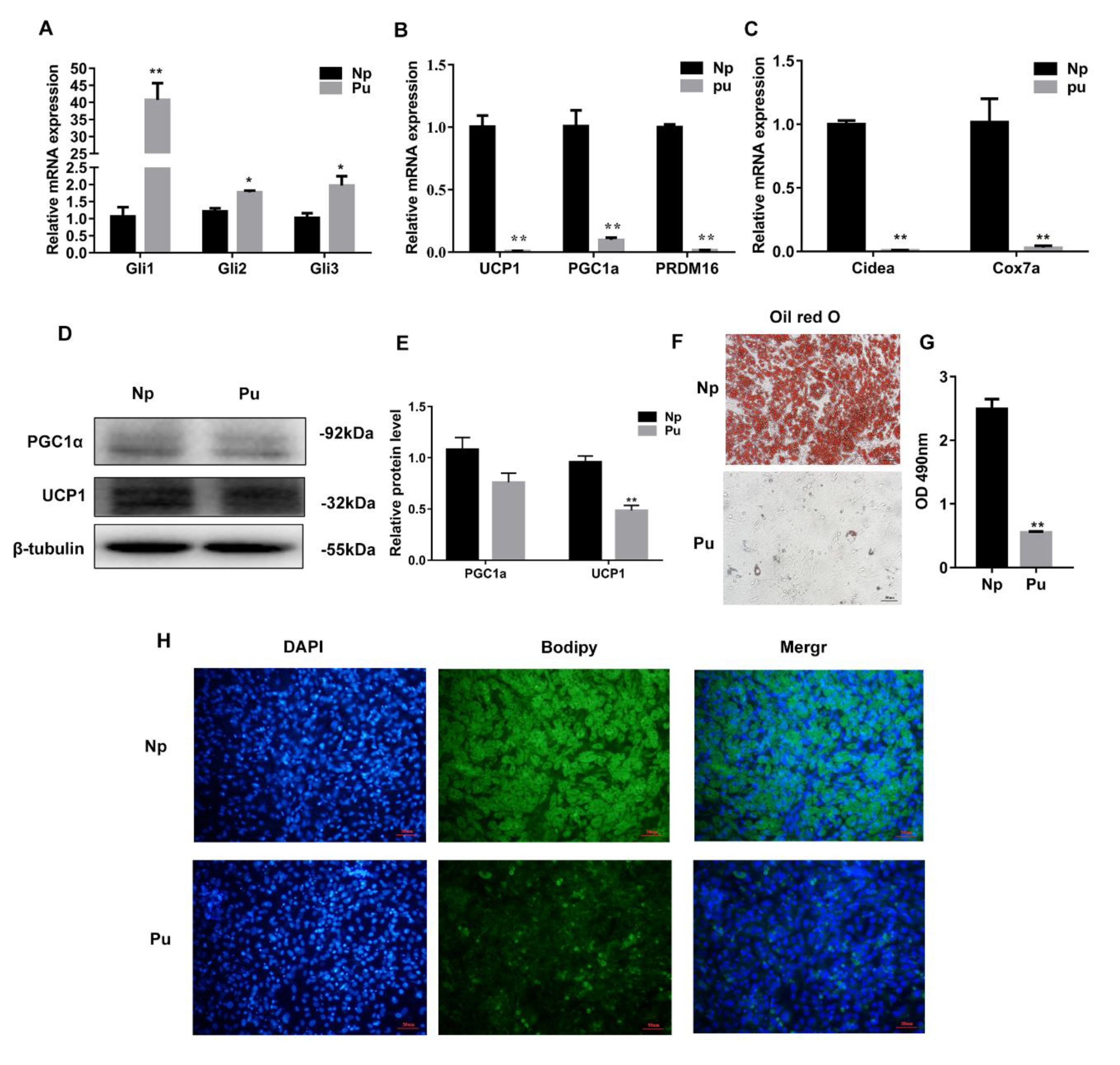 Cells 08 00372 g004 Cells 08 00372 g004