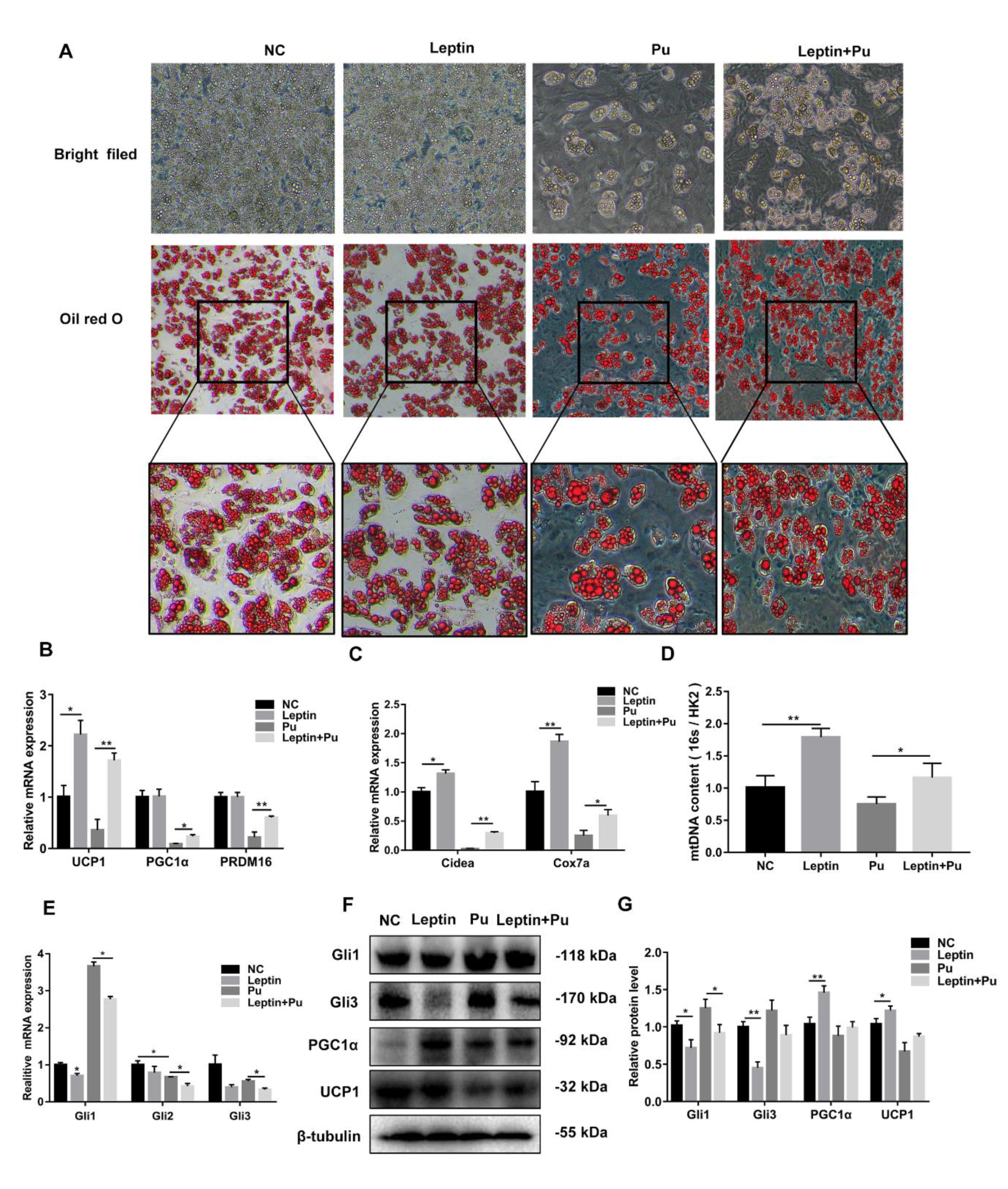 Cells 08 00372 g006 Cells 08 00372 g006